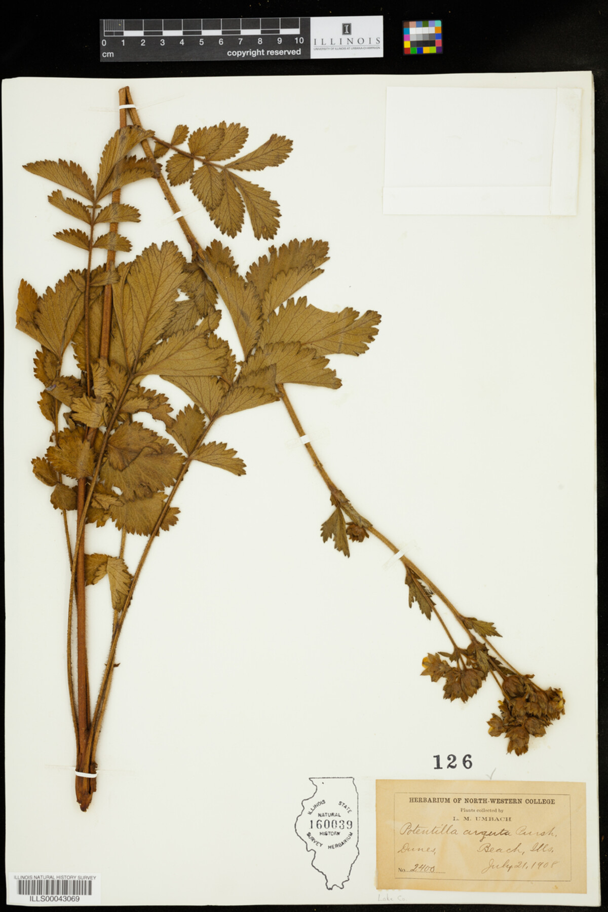 Drymocallis arguta image