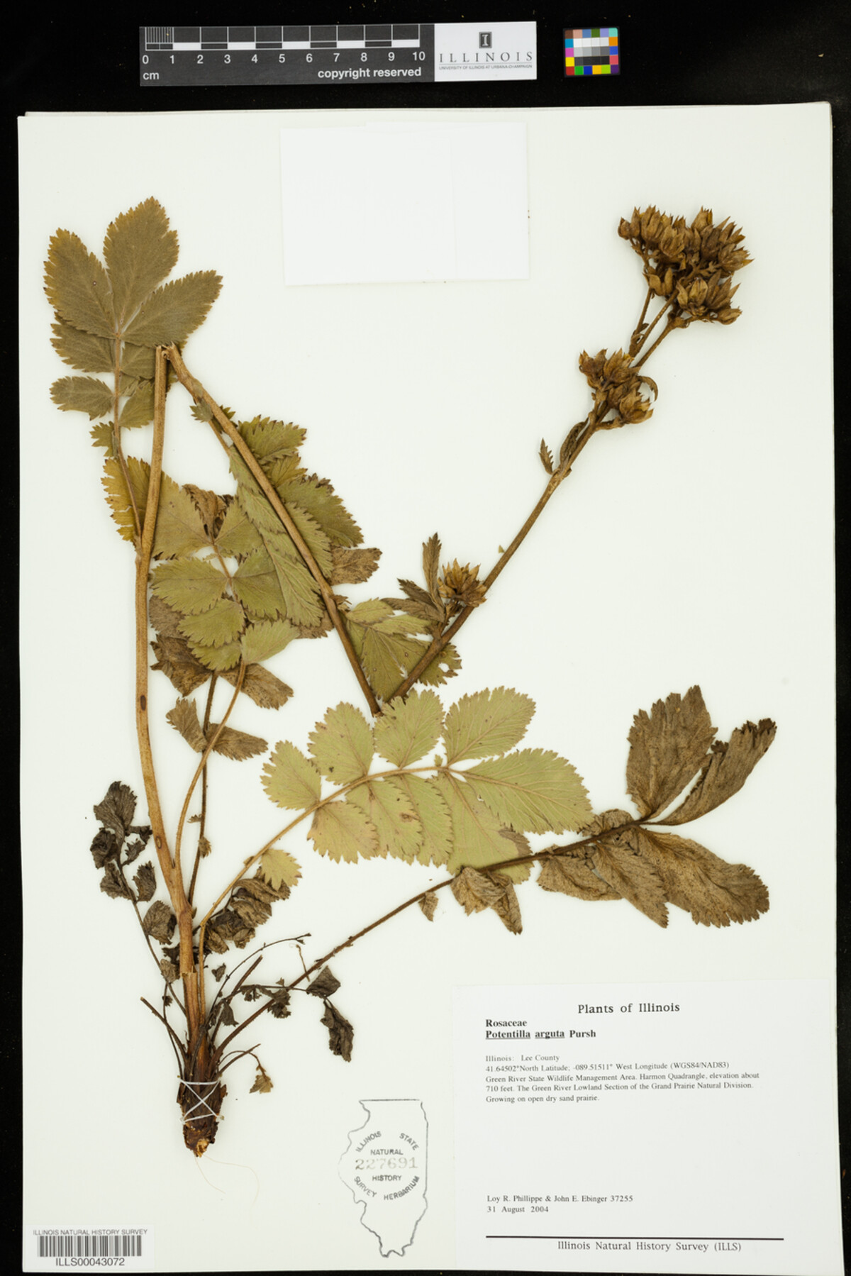 Drymocallis arguta image