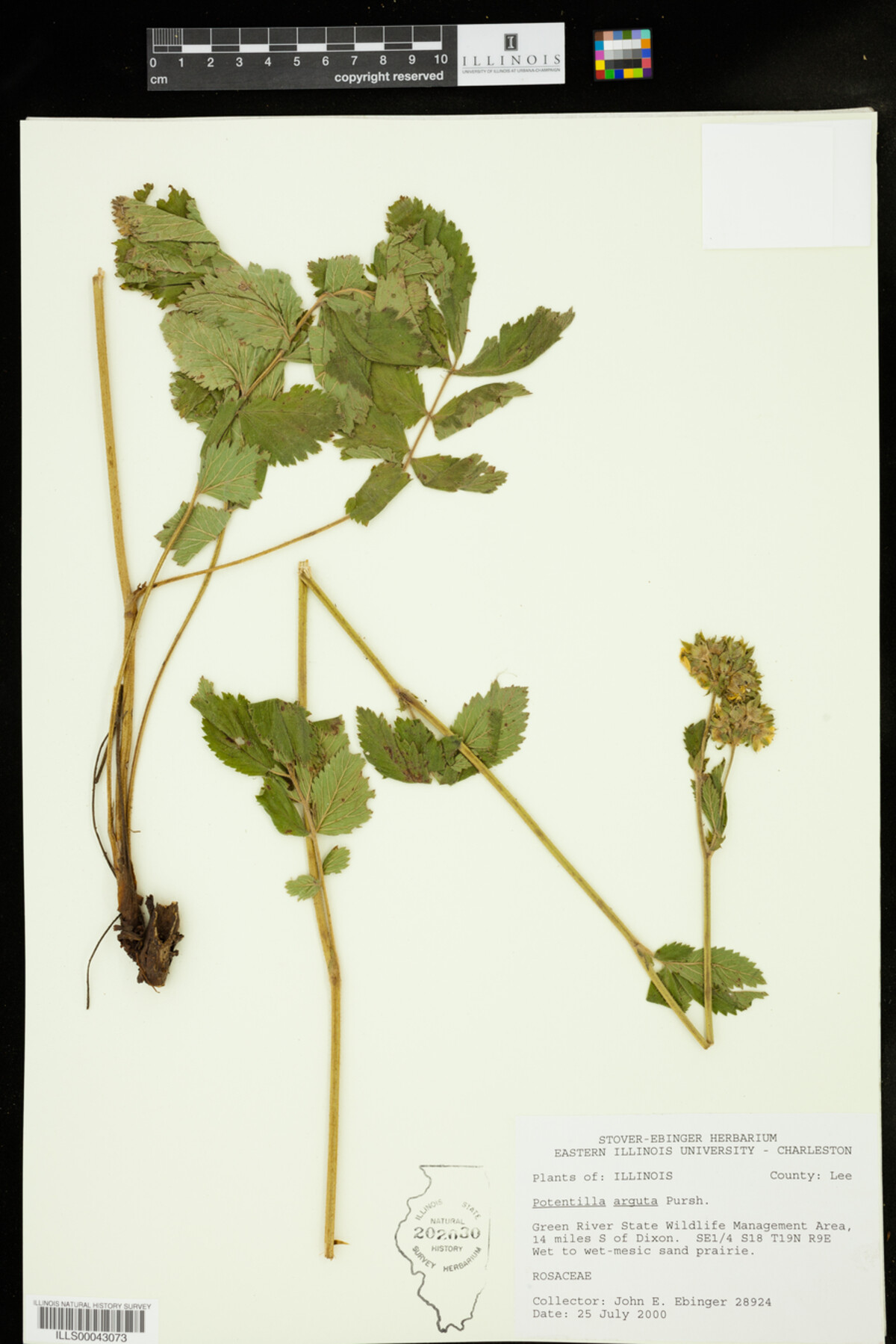 Drymocallis arguta image