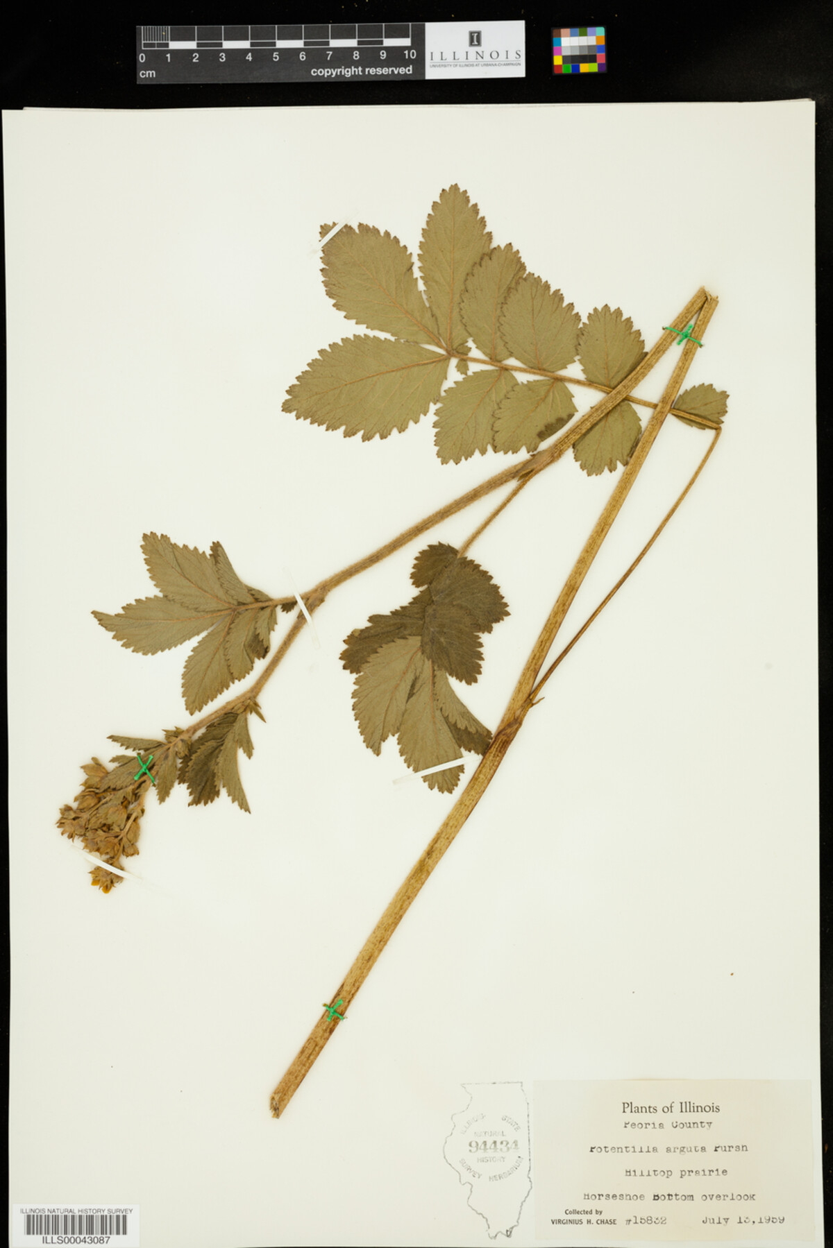 Drymocallis arguta image