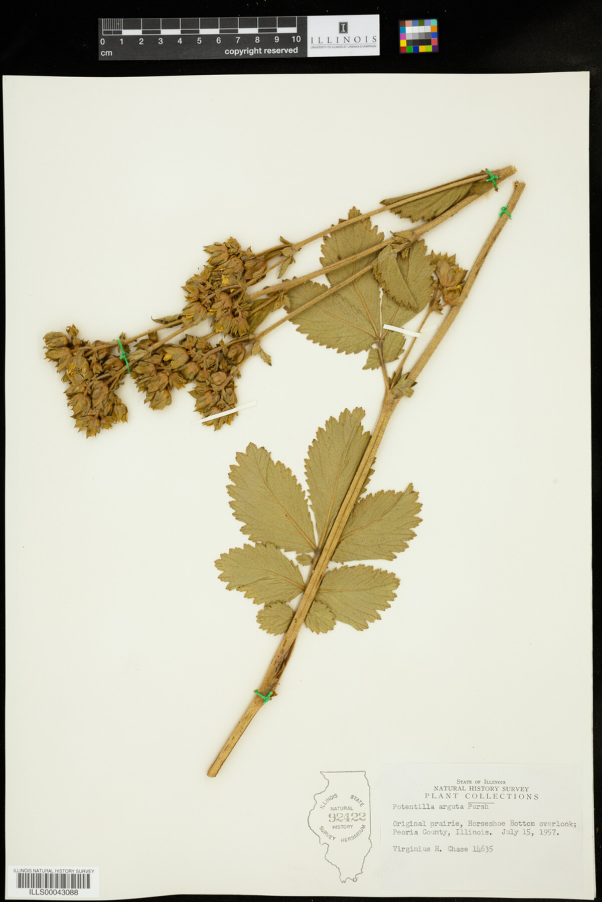 Drymocallis arguta image
