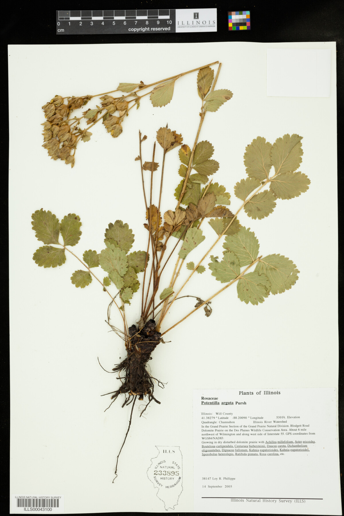 Drymocallis arguta image