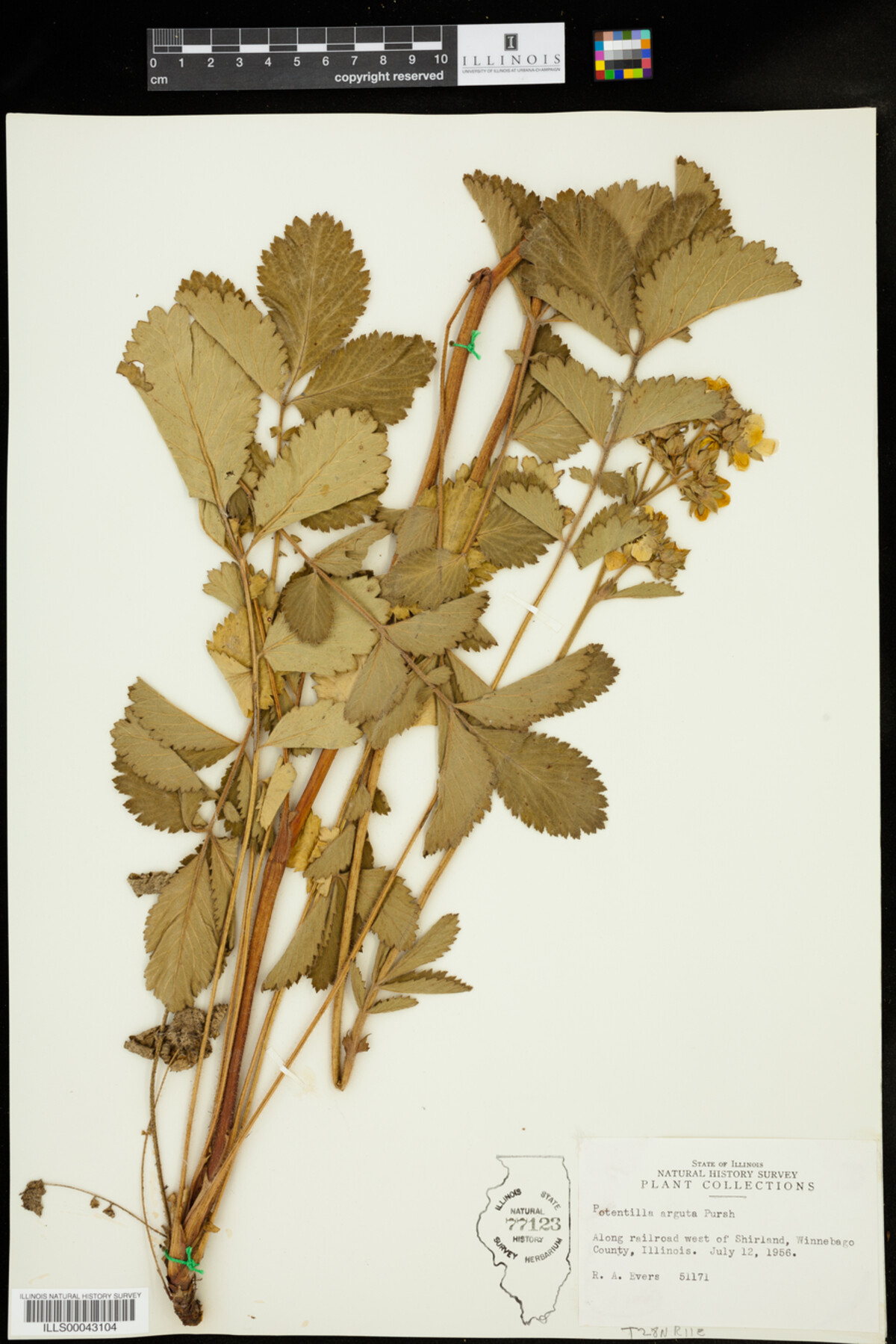 Drymocallis arguta image