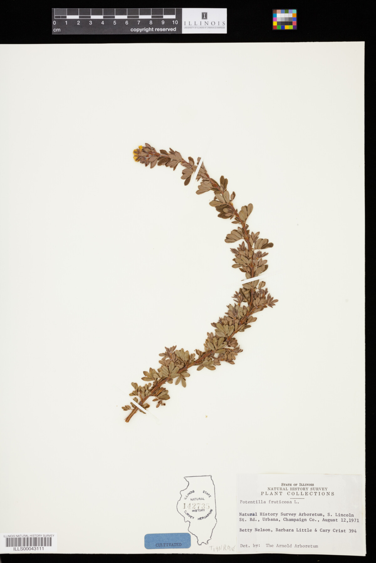 Dasiphora fruticosa image
