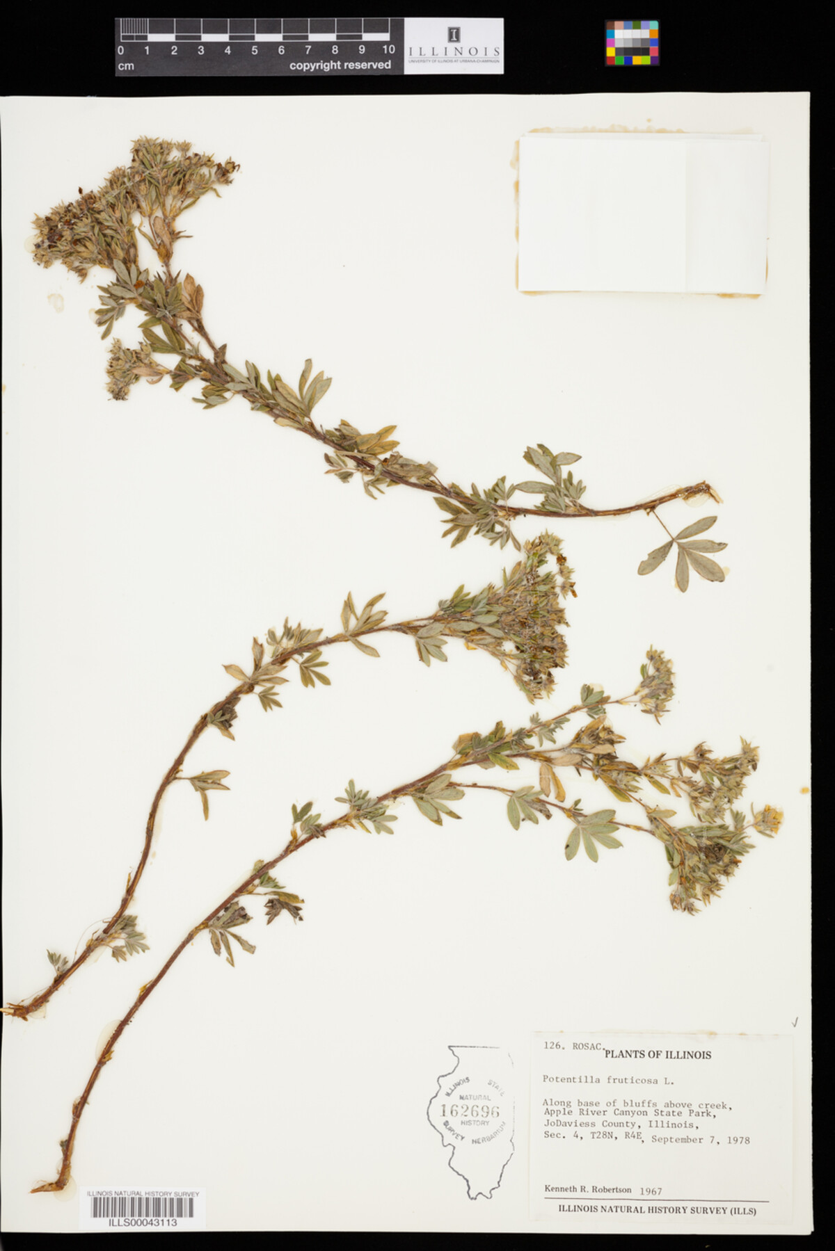 Dasiphora fruticosa image