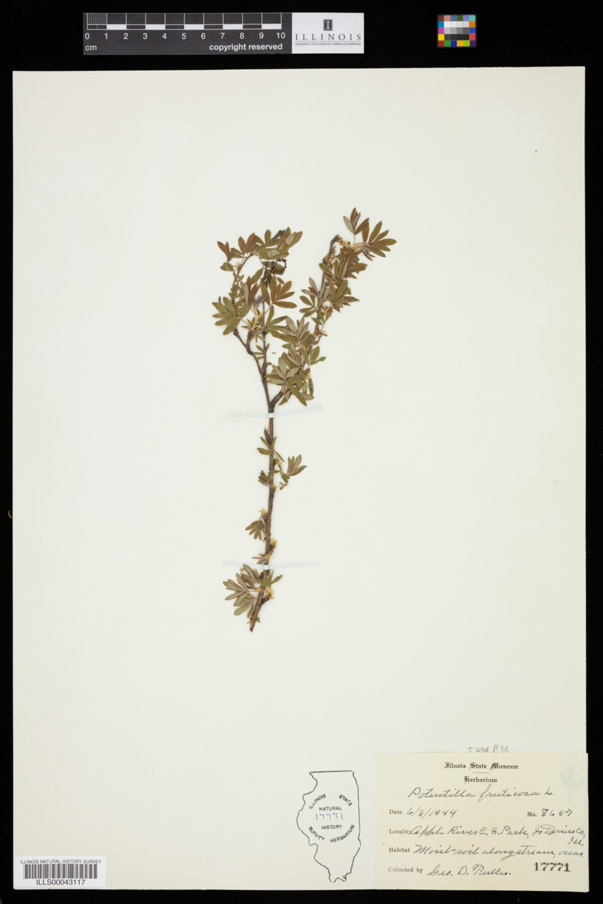 Dasiphora fruticosa image