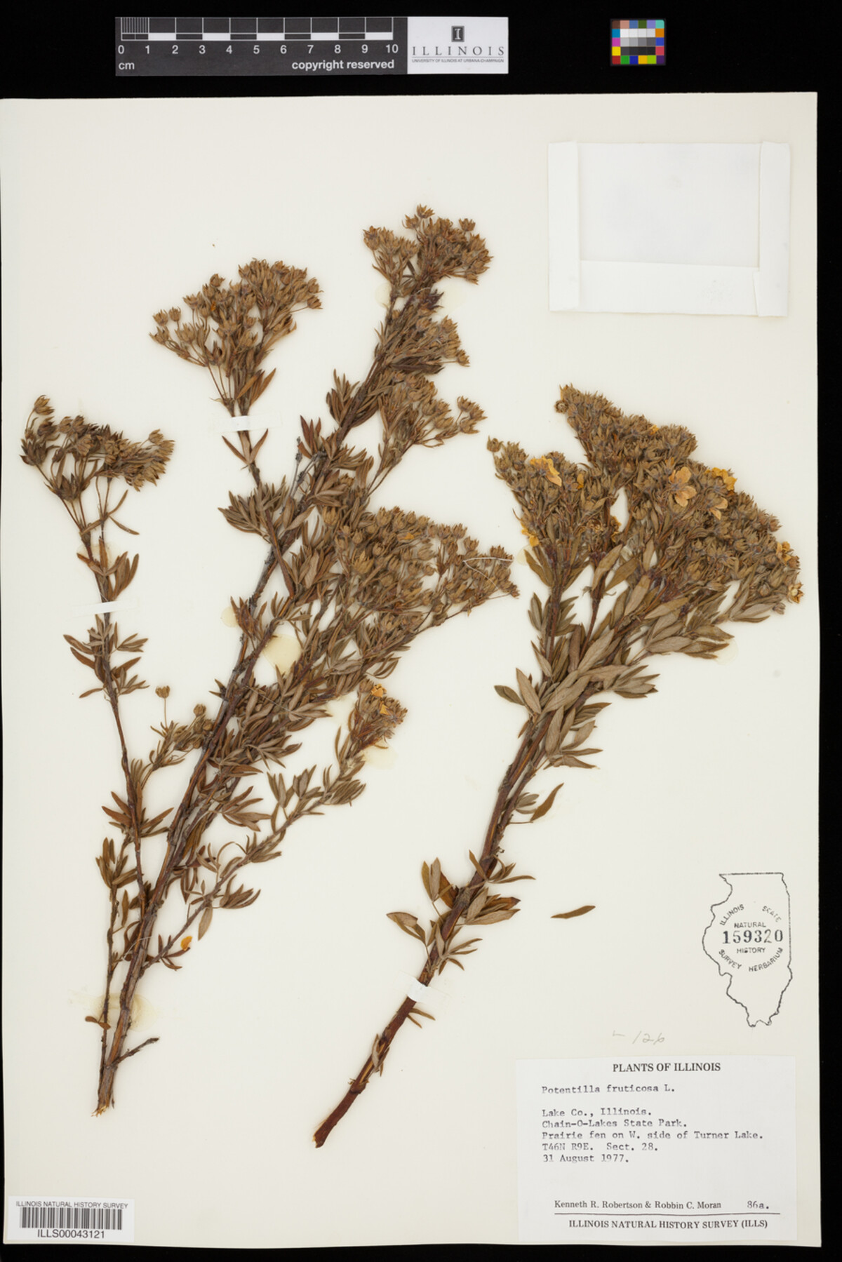 Dasiphora fruticosa image