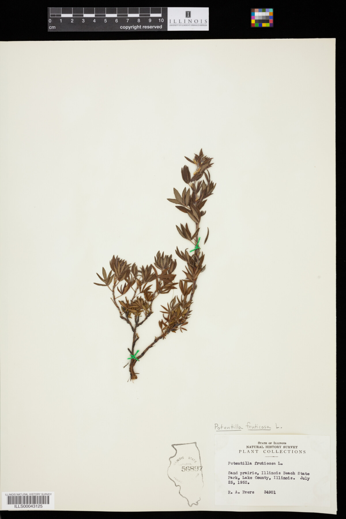 Dasiphora fruticosa image