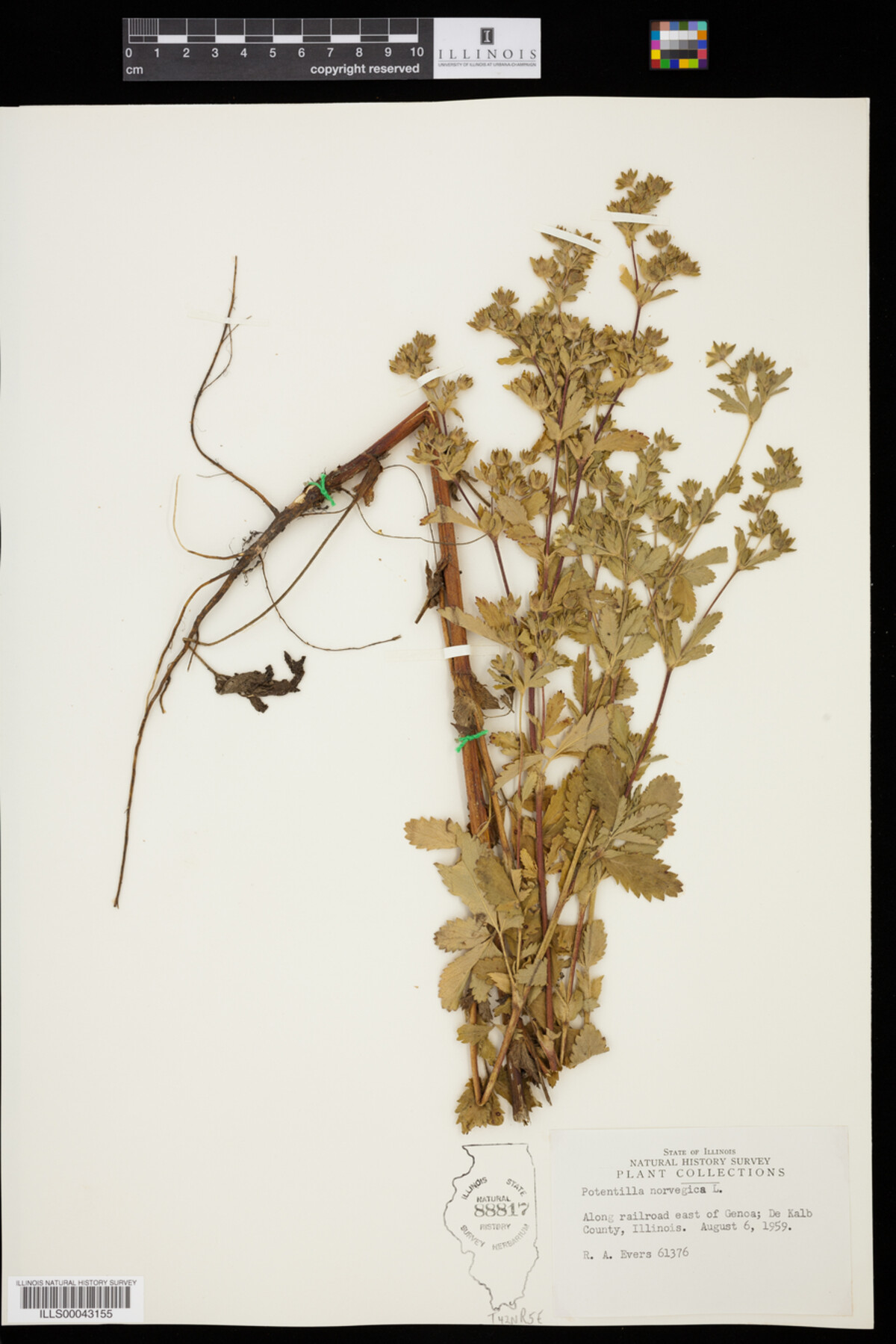 Potentilla norvegica image