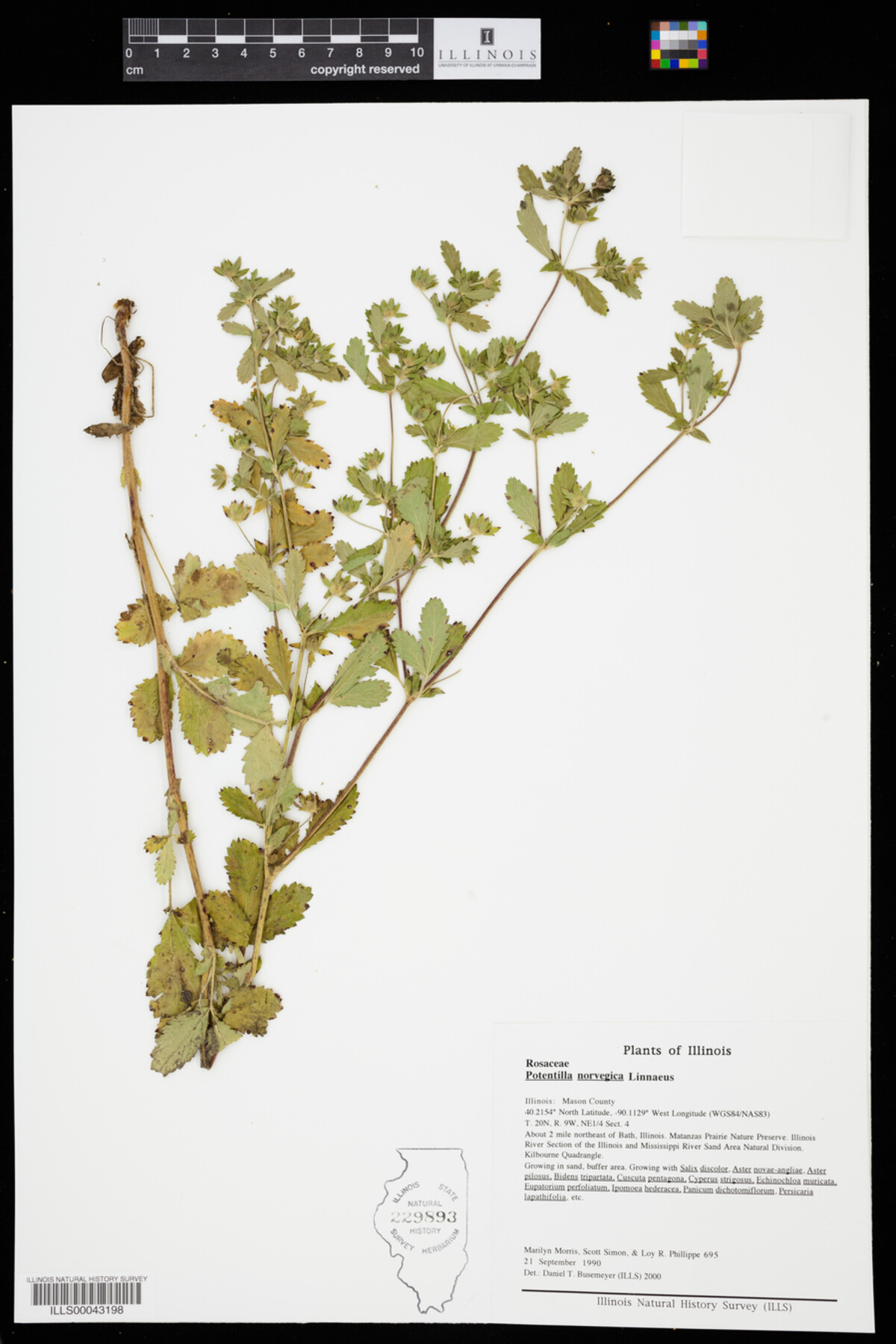 Potentilla norvegica image