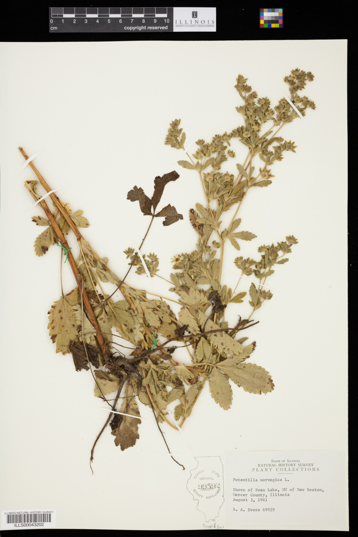 Potentilla norvegica image