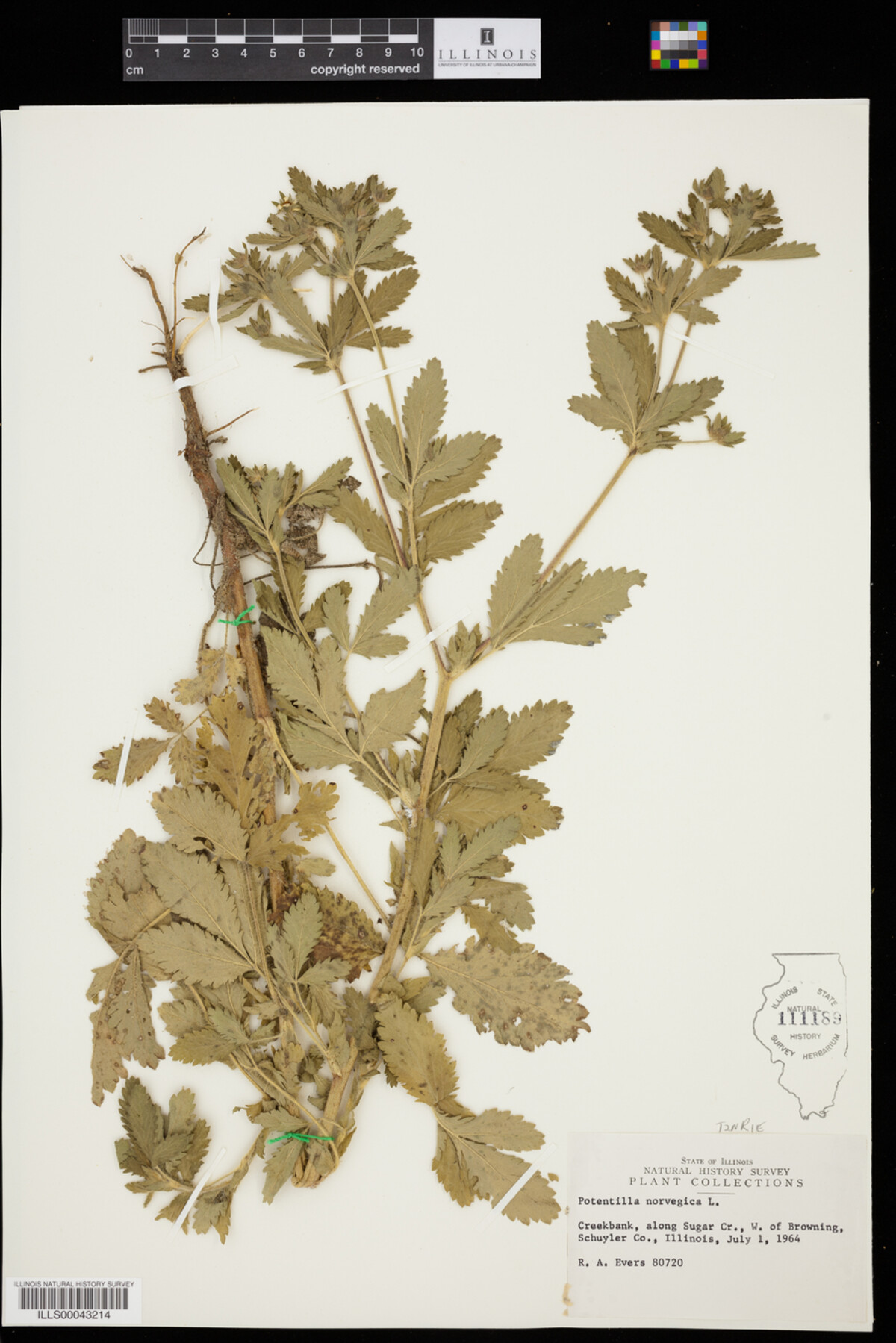 Potentilla norvegica image