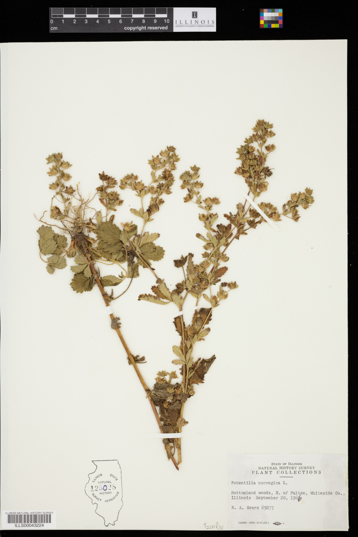 Potentilla image