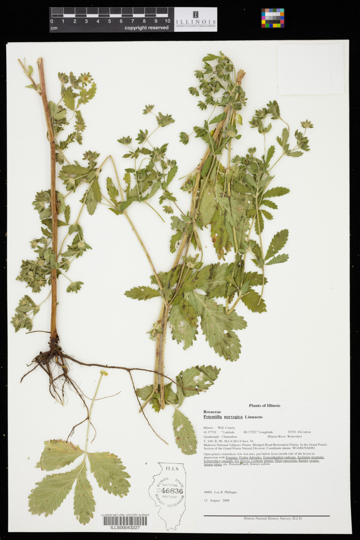 Potentilla norvegica image