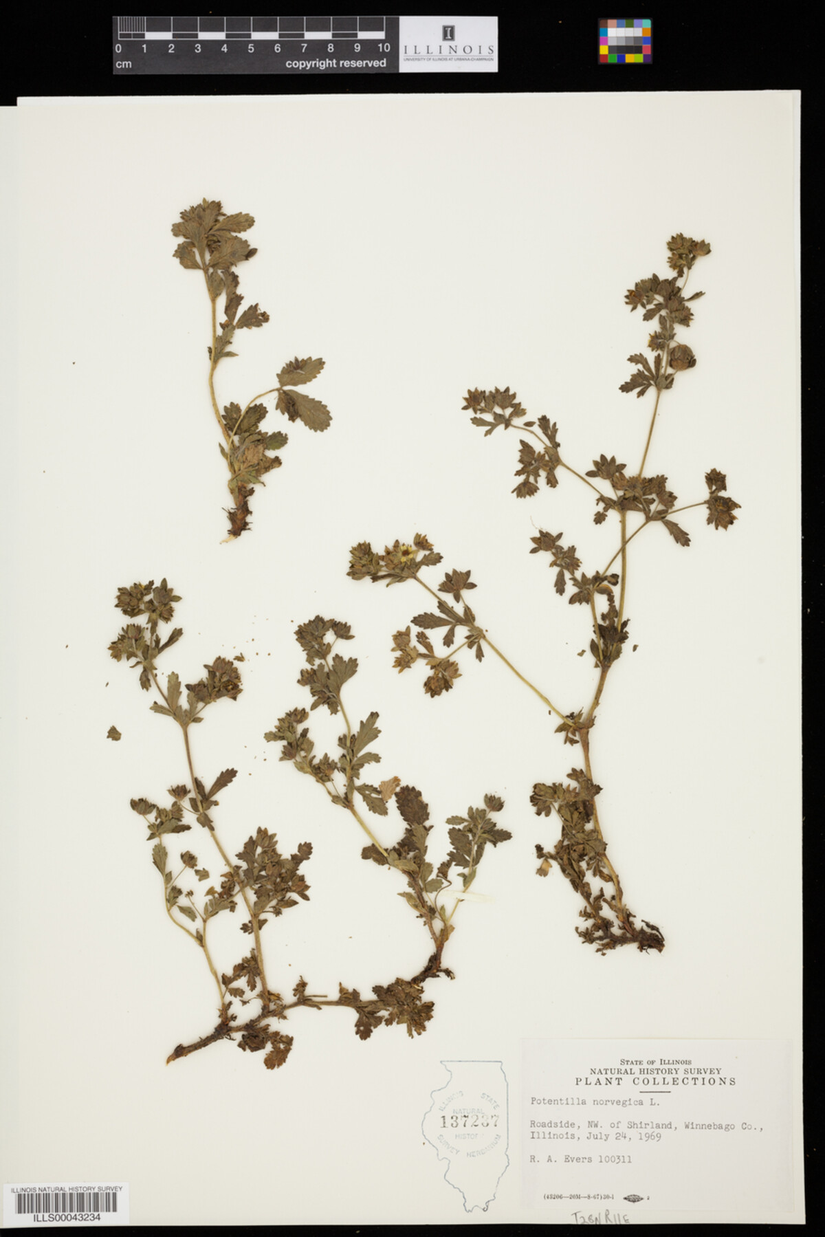 Potentilla norvegica image