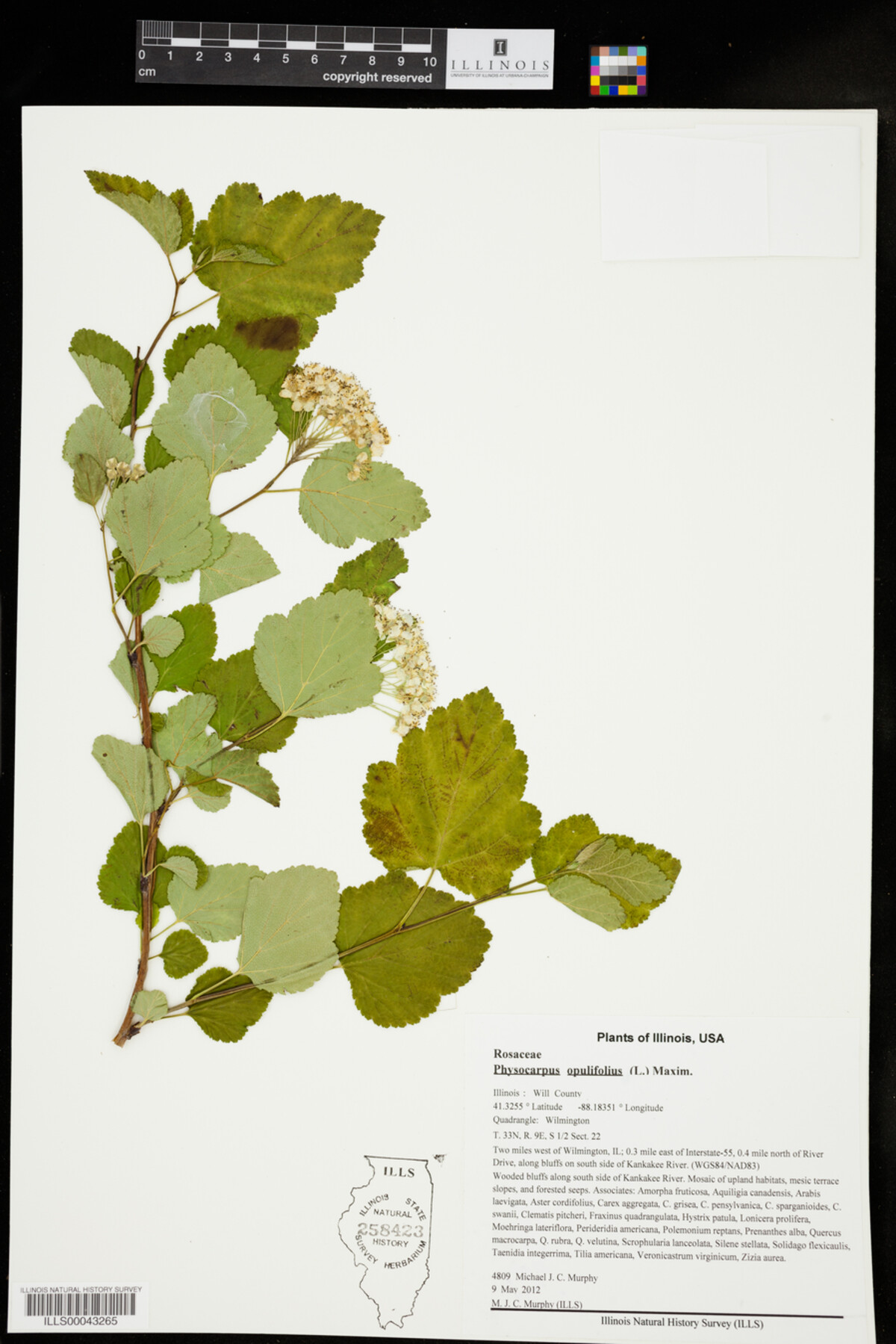 Physocarpus image