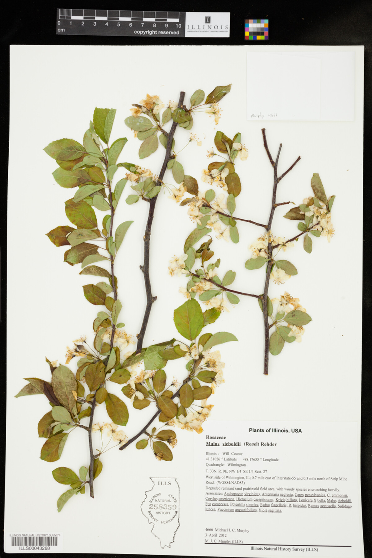 Malus sieboldii image