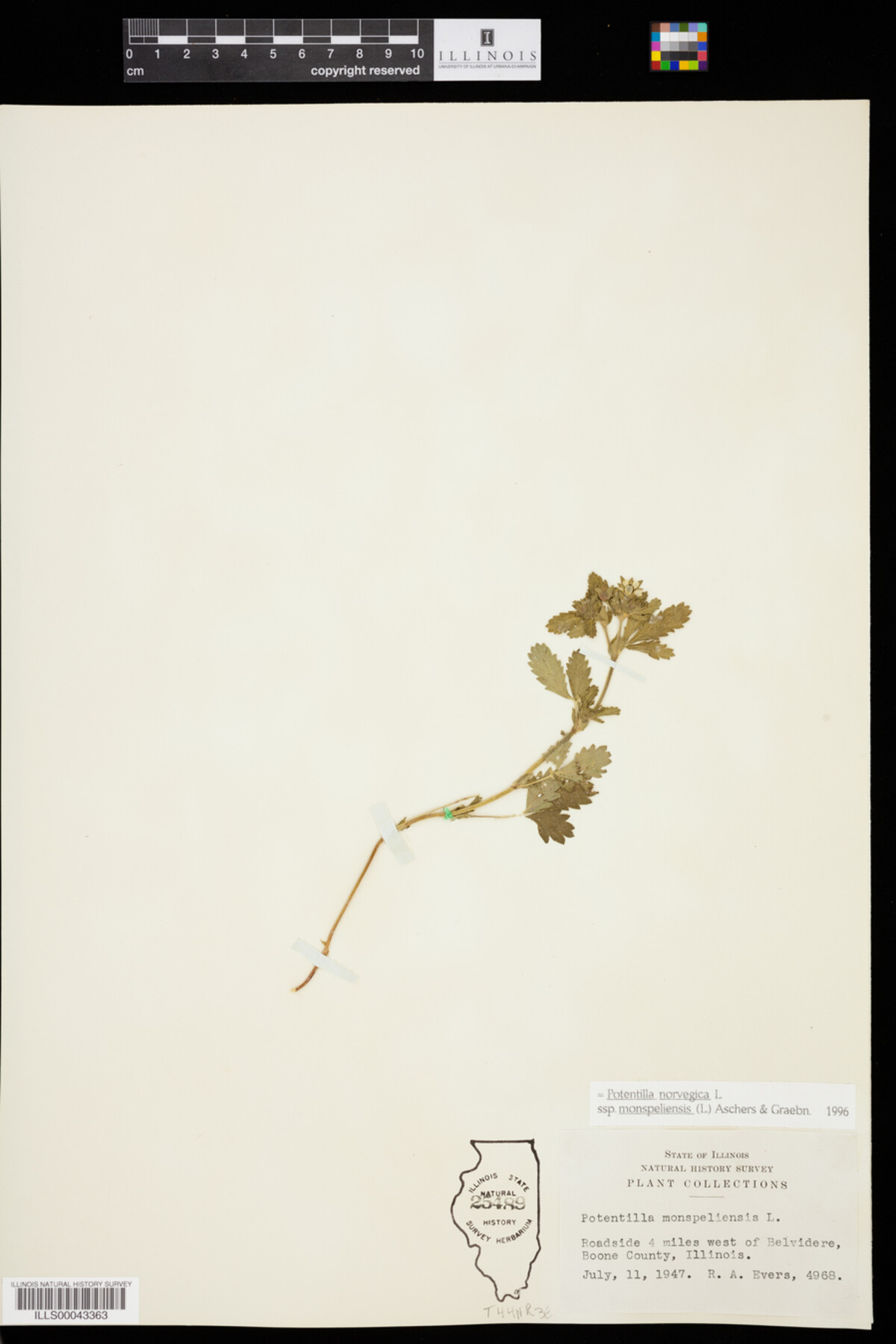 Potentilla norvegica image