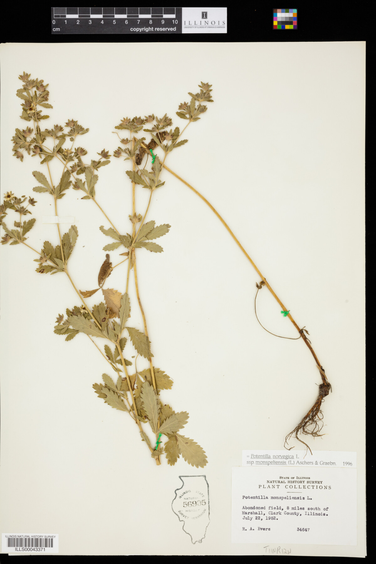 Potentilla norvegica image