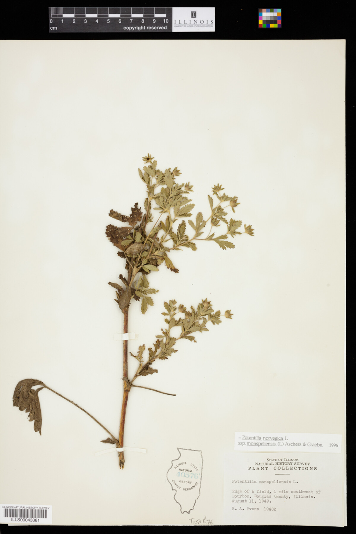 Potentilla norvegica image
