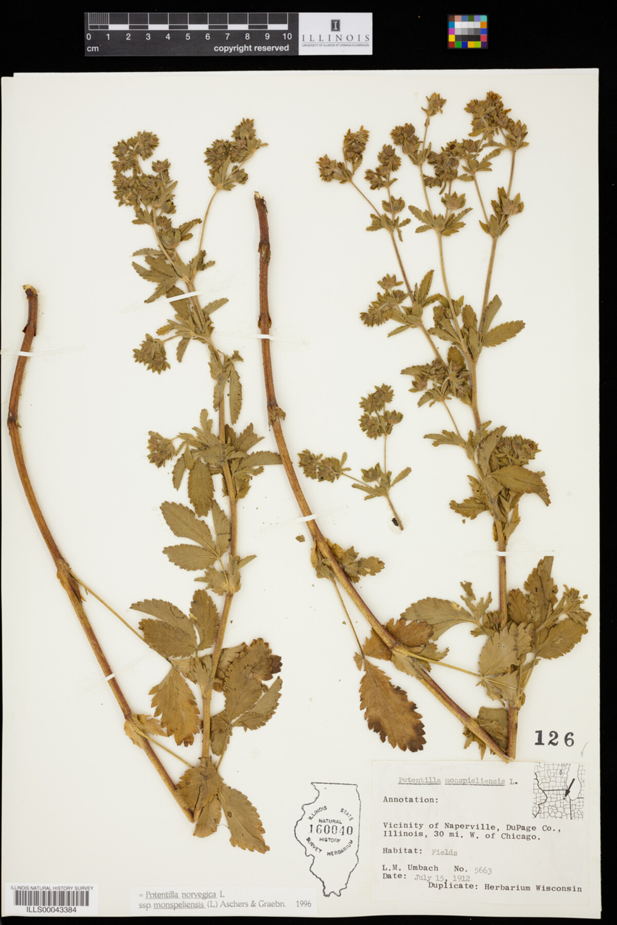 Potentilla norvegica image