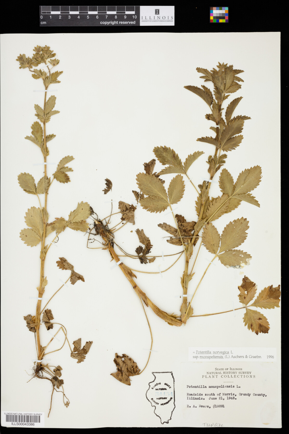 Potentilla norvegica image