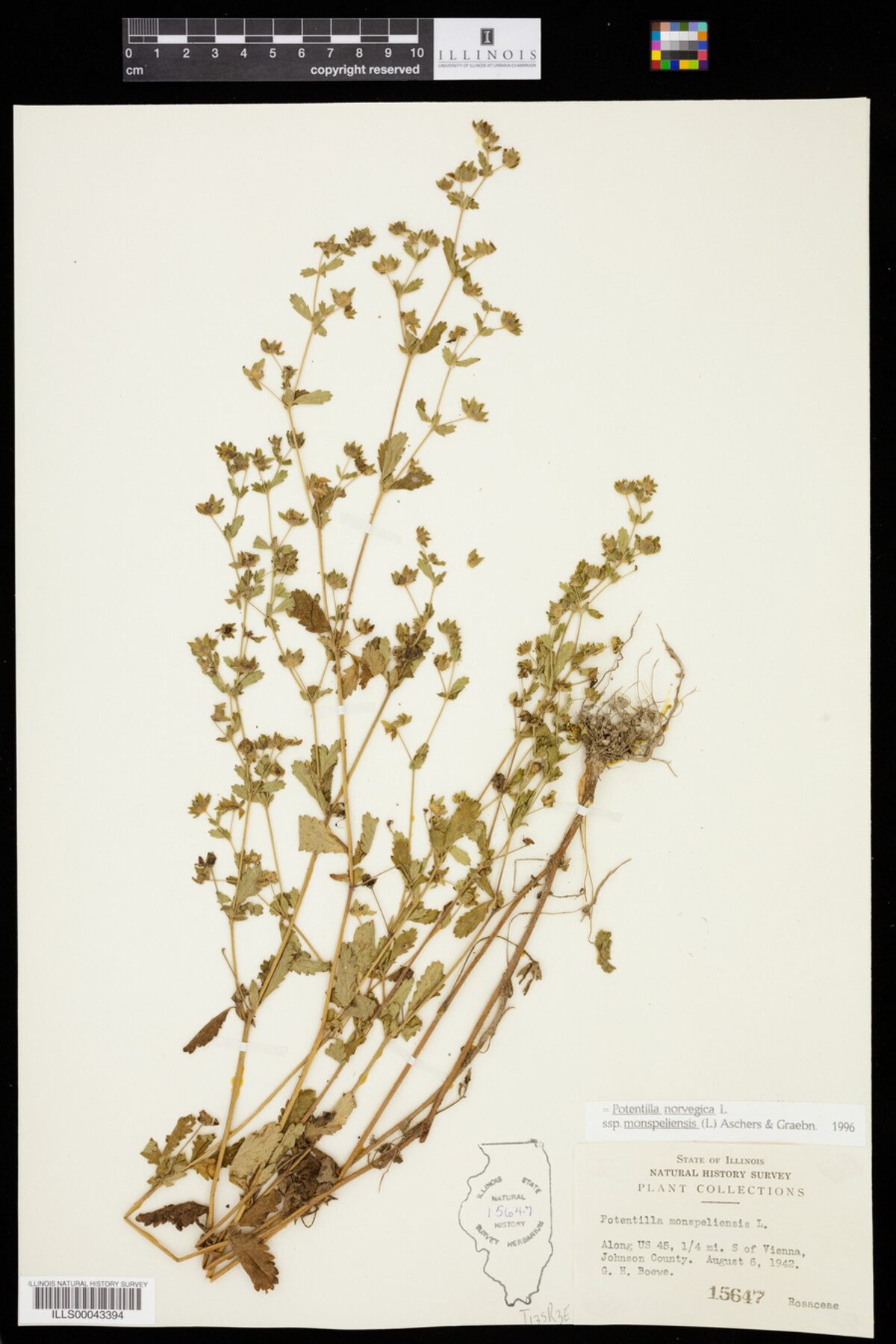 Potentilla norvegica image