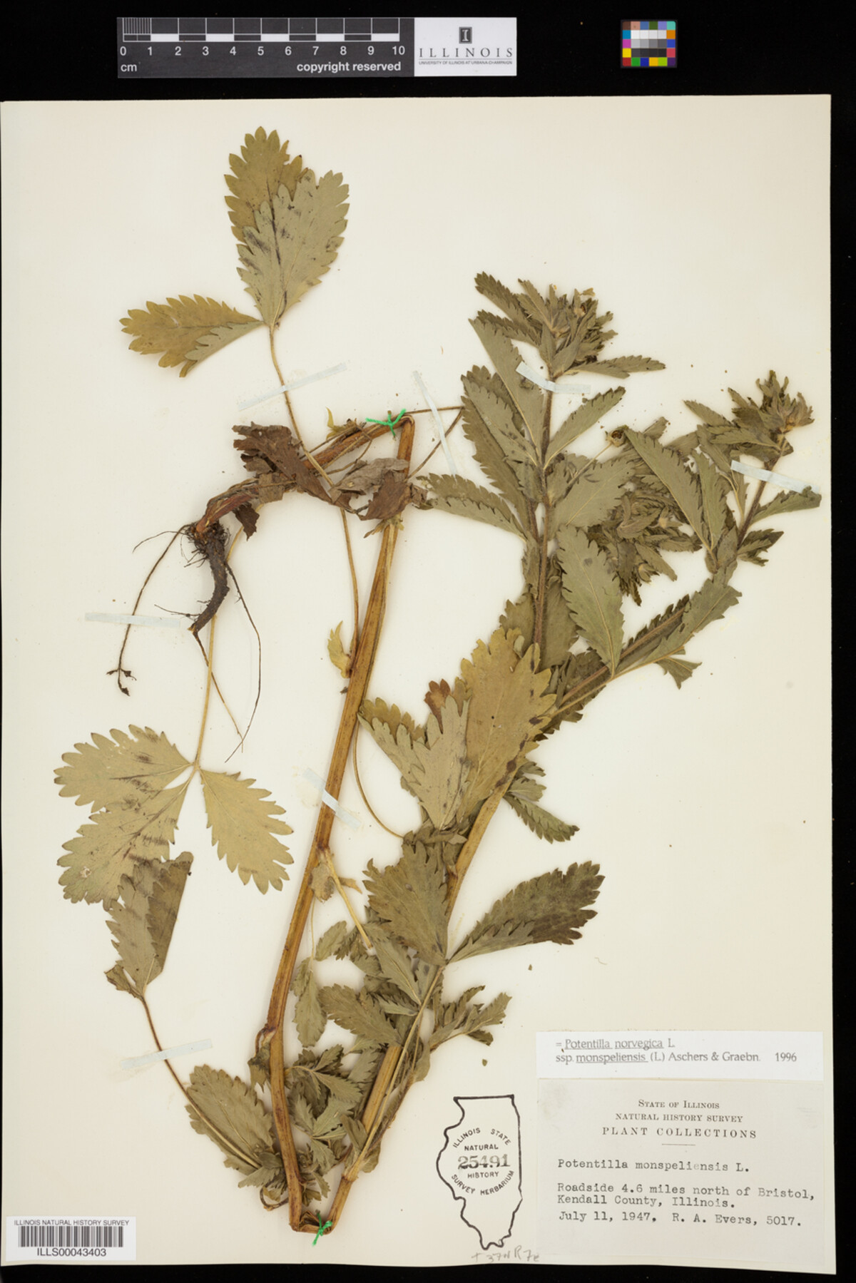 Potentilla norvegica image