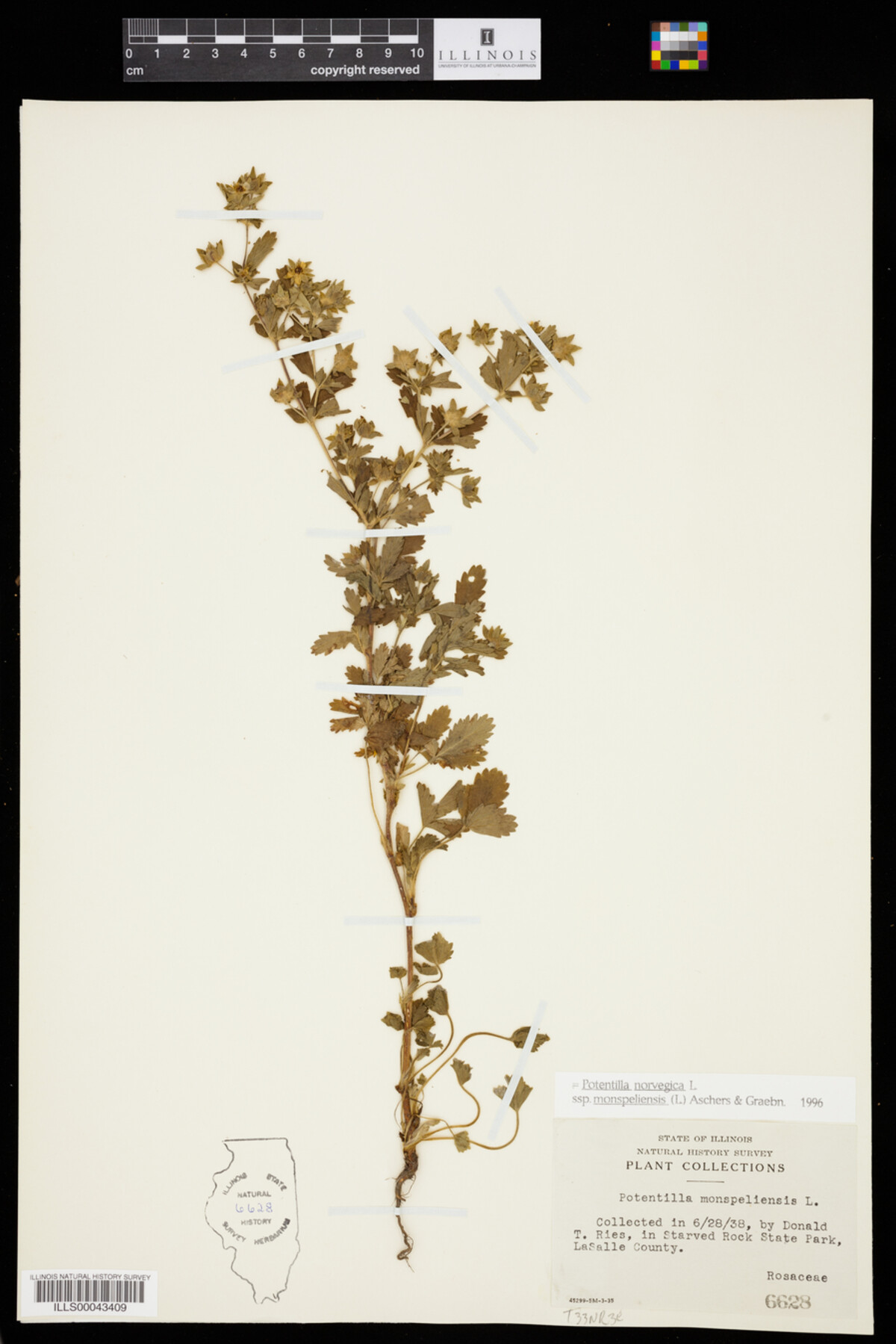 Potentilla norvegica image