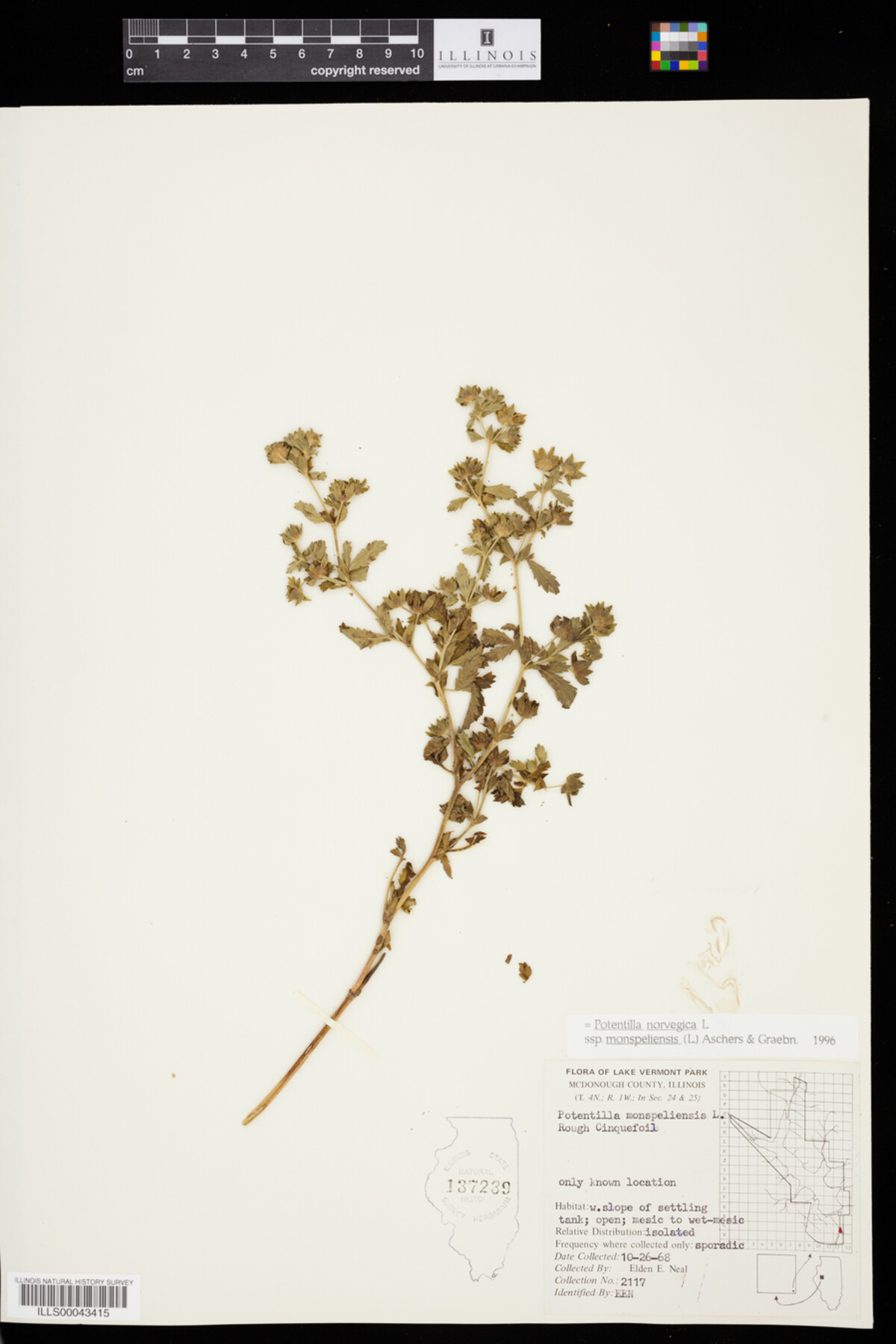 Potentilla norvegica image