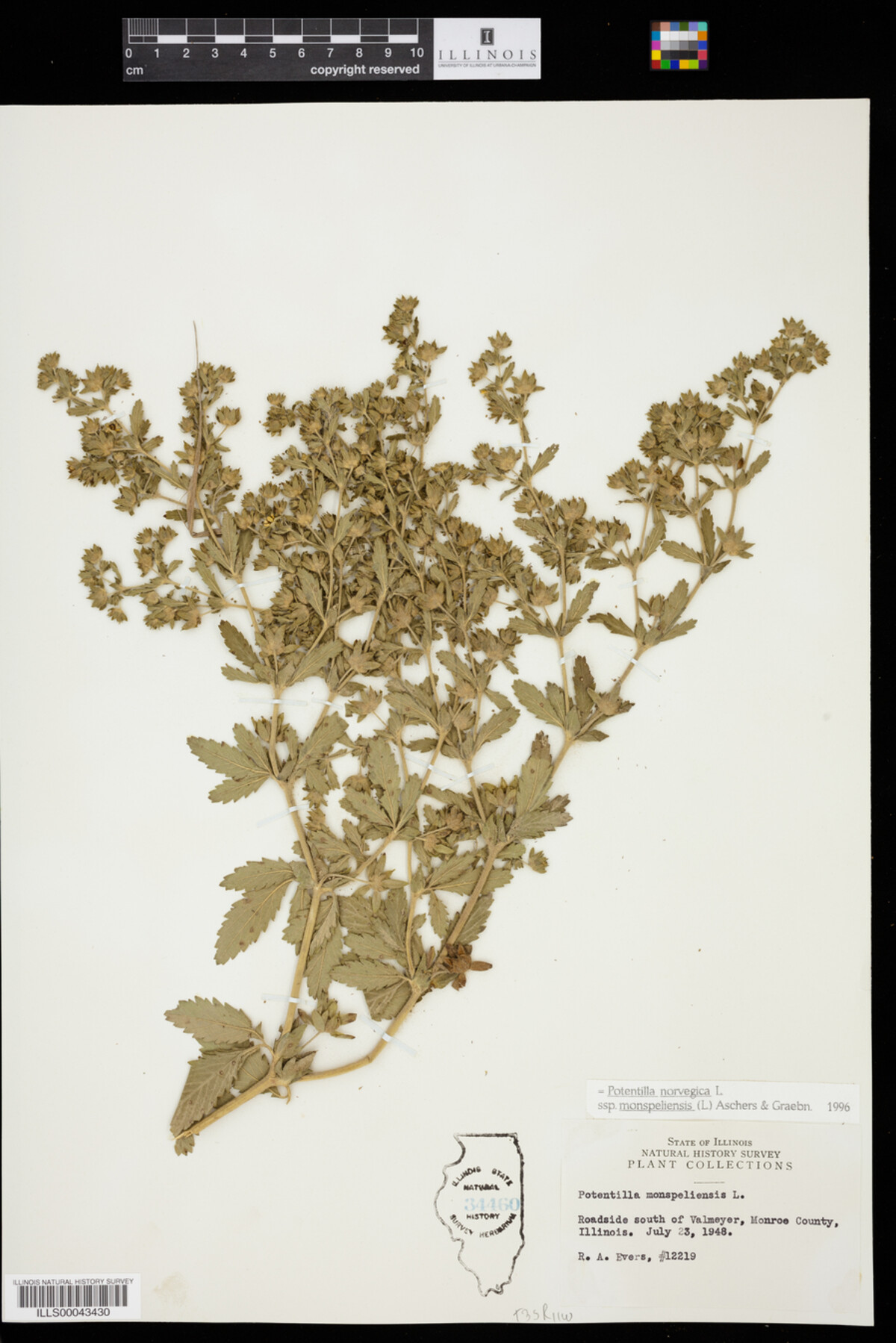 Potentilla norvegica image