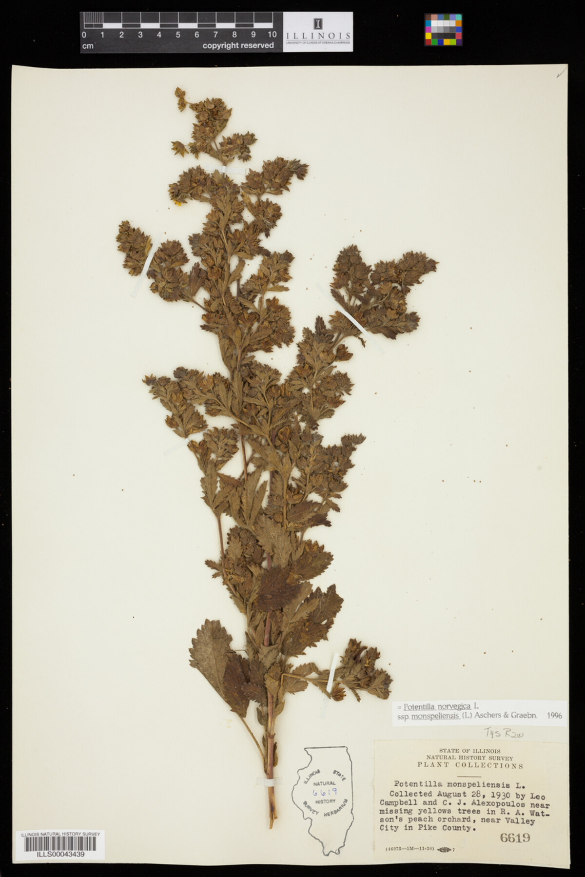 Potentilla norvegica image
