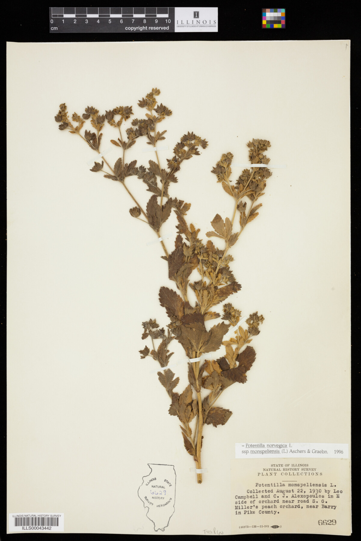 Potentilla norvegica image