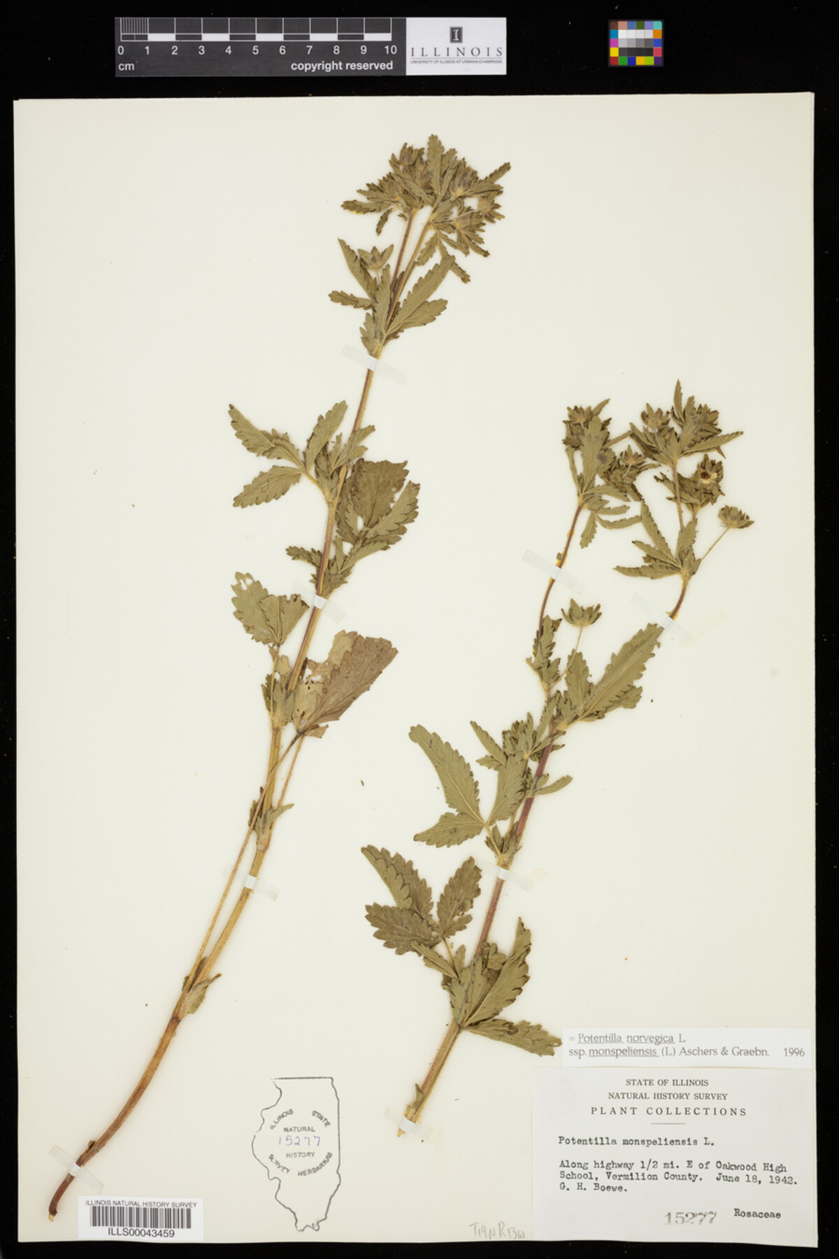 Potentilla norvegica image