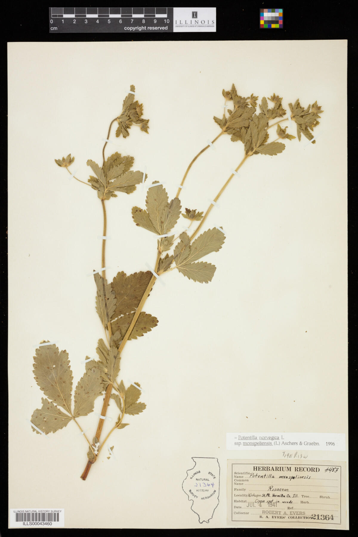 Potentilla norvegica image