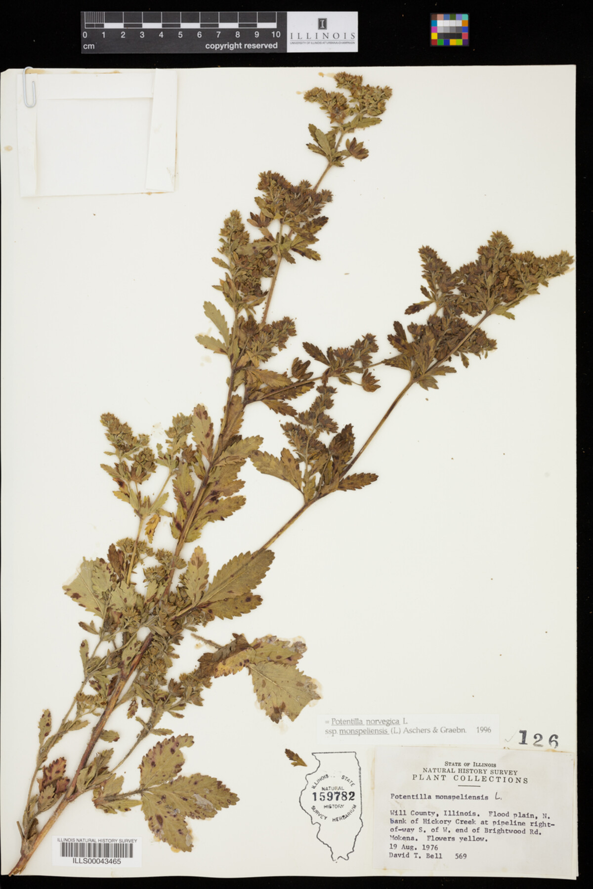 Potentilla norvegica image