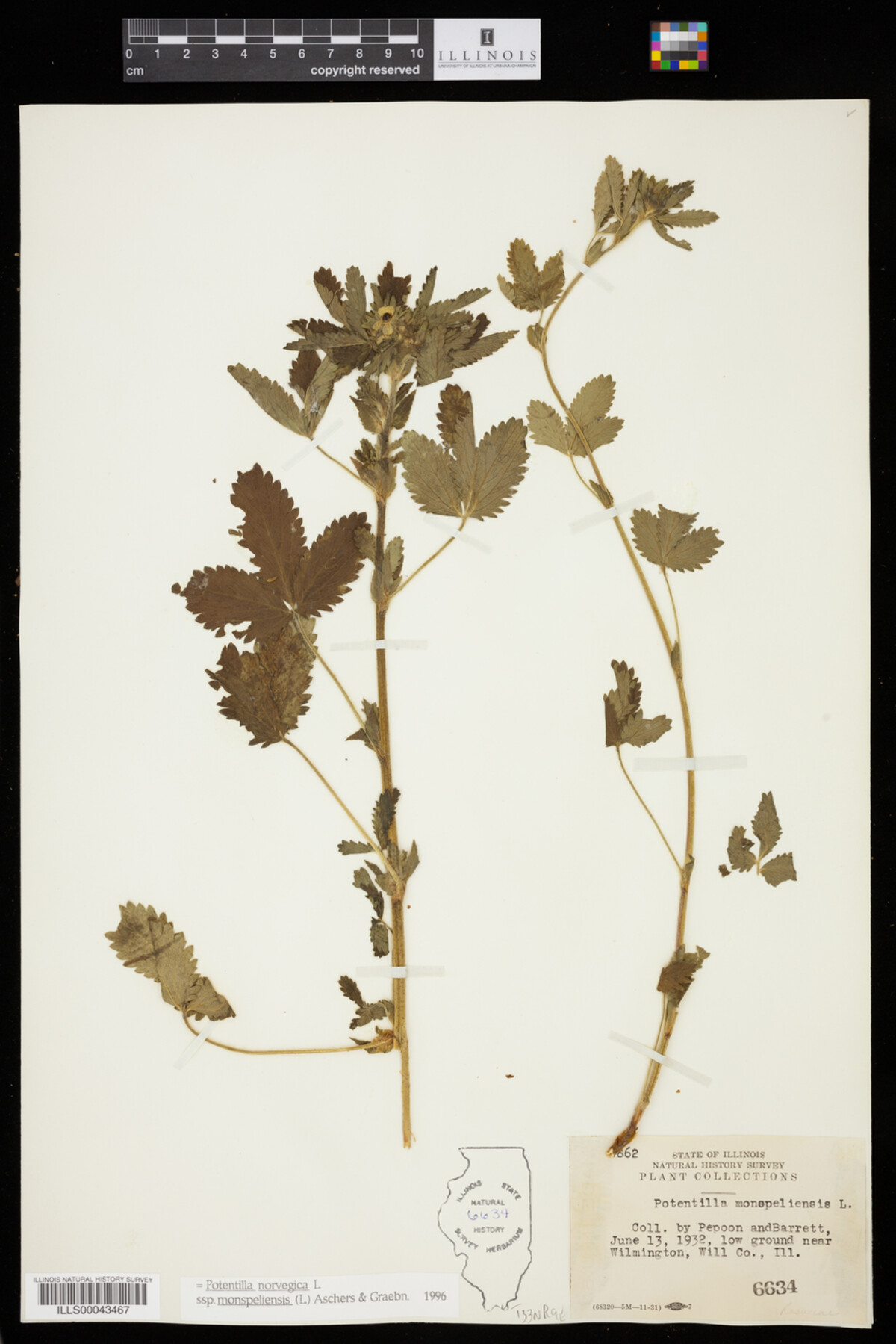 Potentilla norvegica image