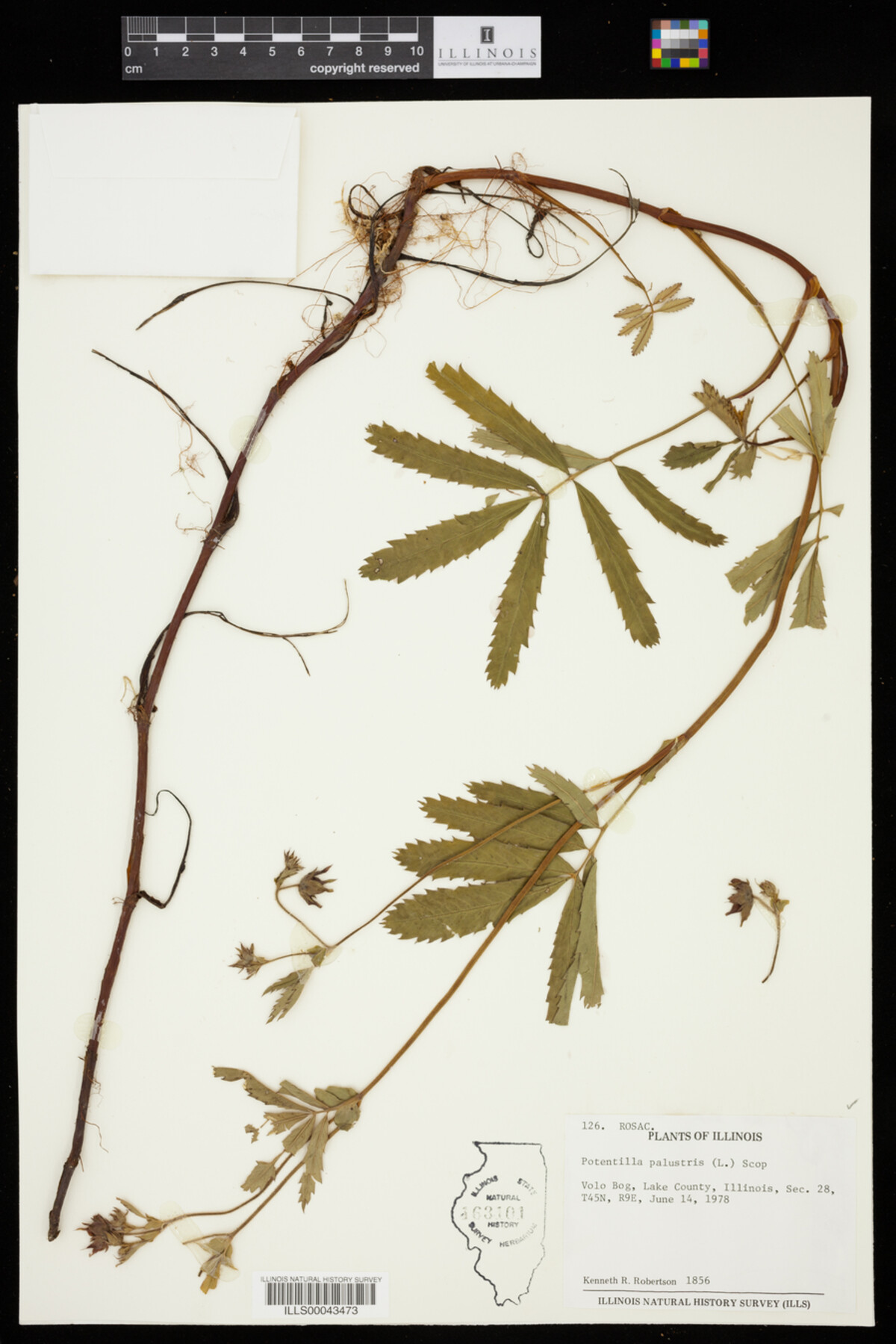 Comarum palustre image