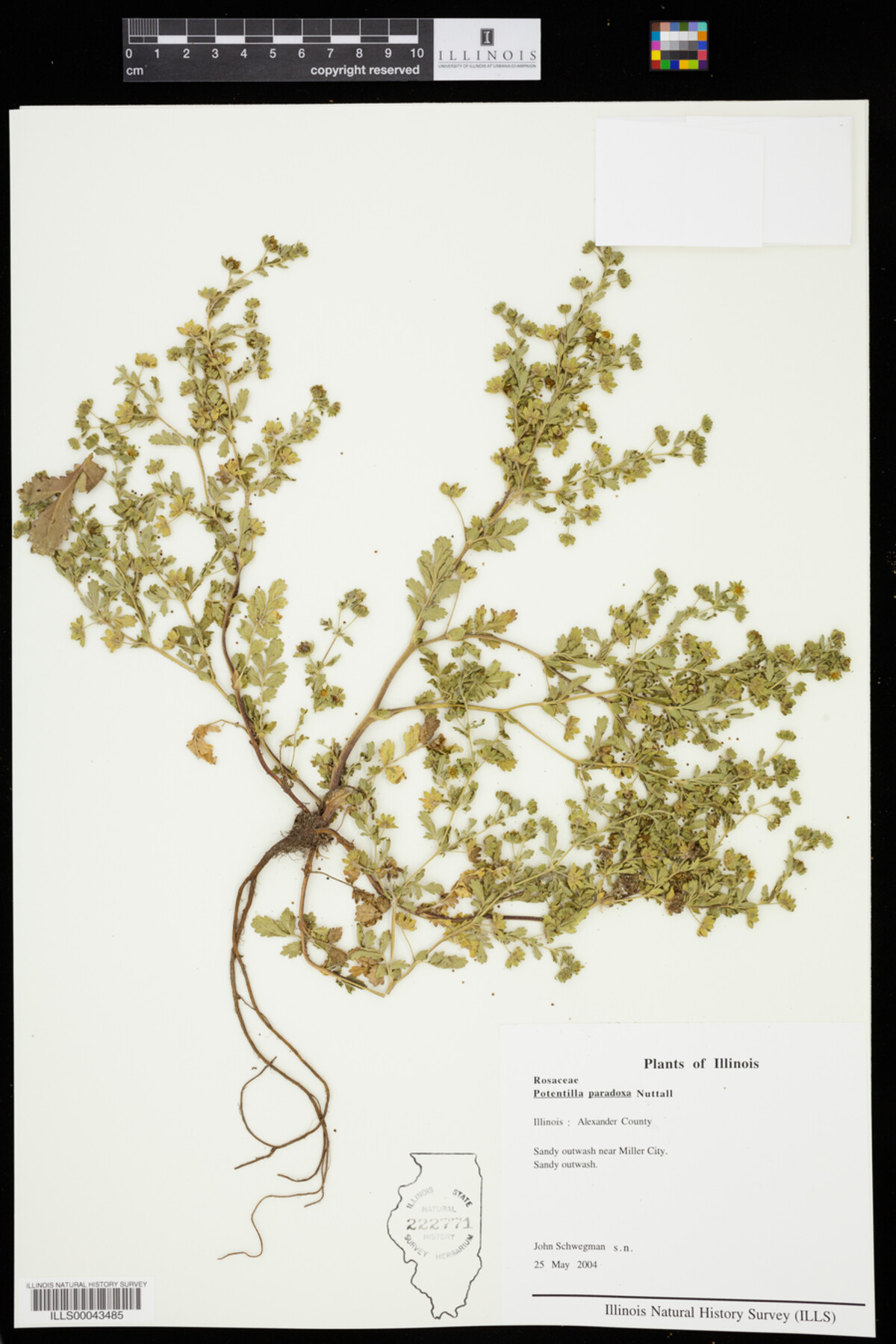 Potentilla paradoxa image