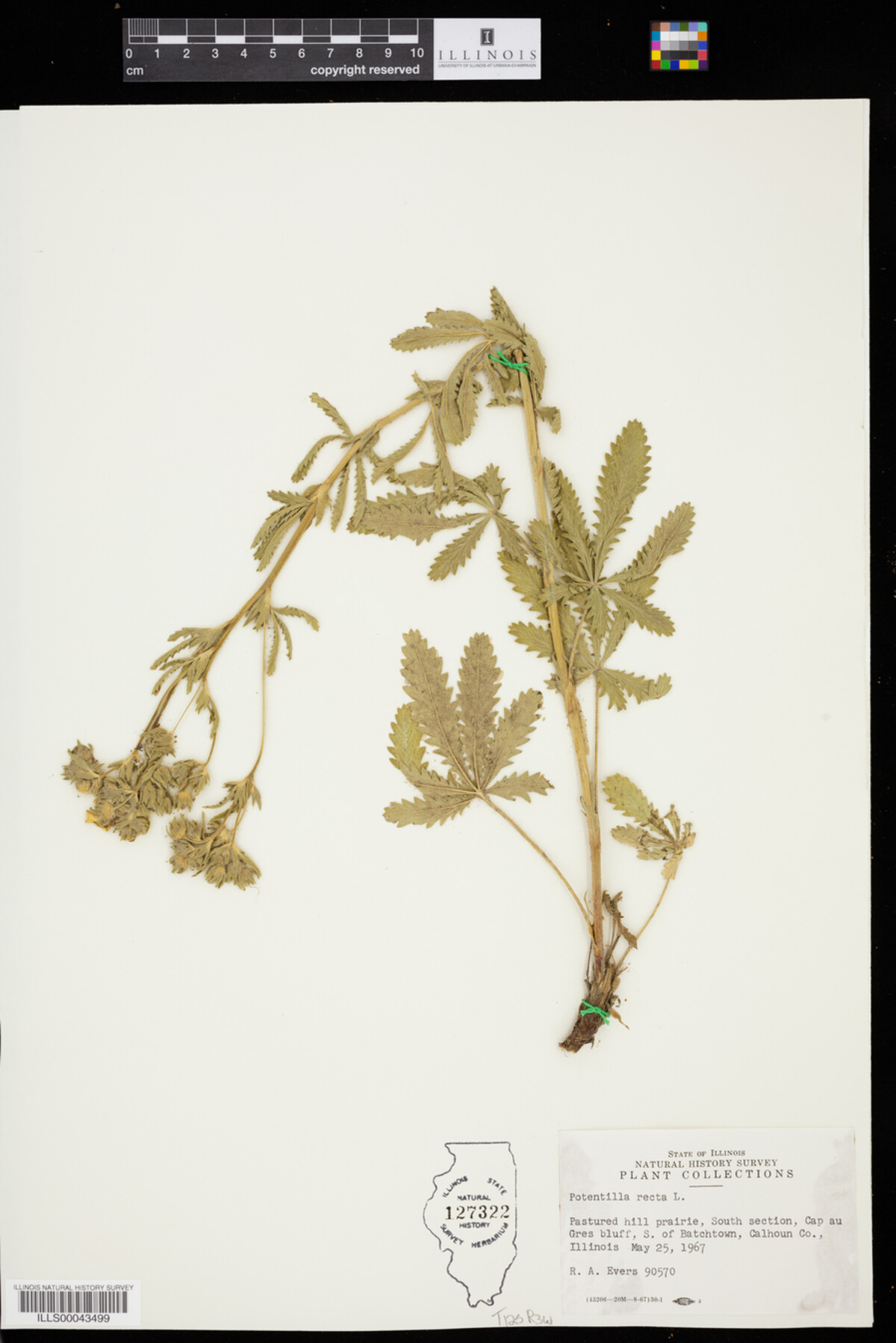 Potentilla recta image