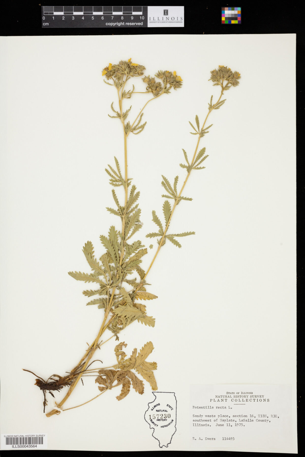 Potentilla image