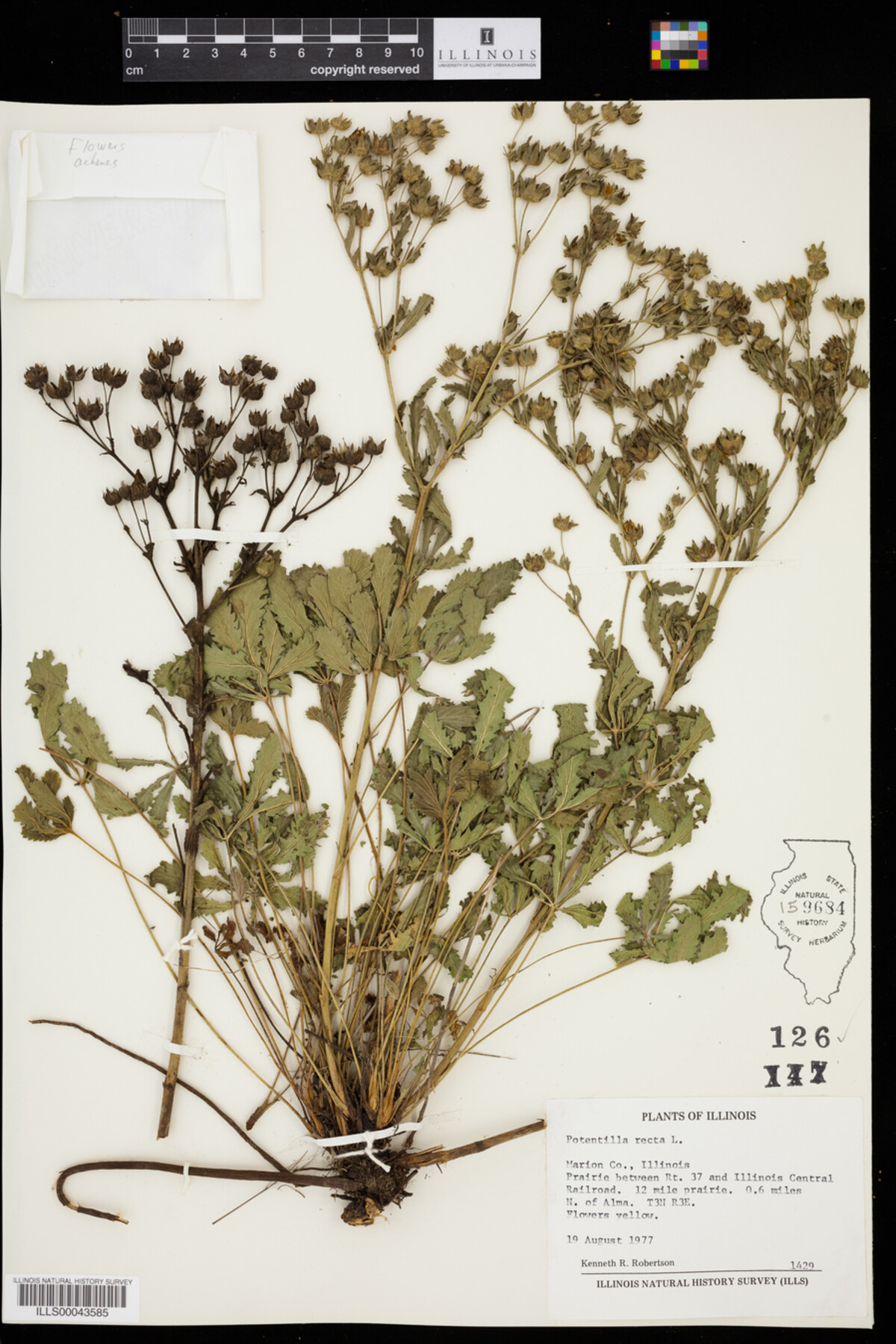 Potentilla recta image