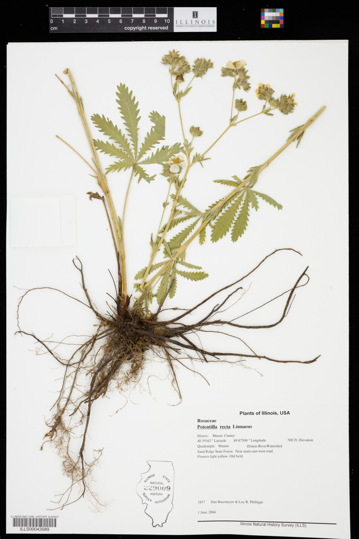 Potentilla recta image