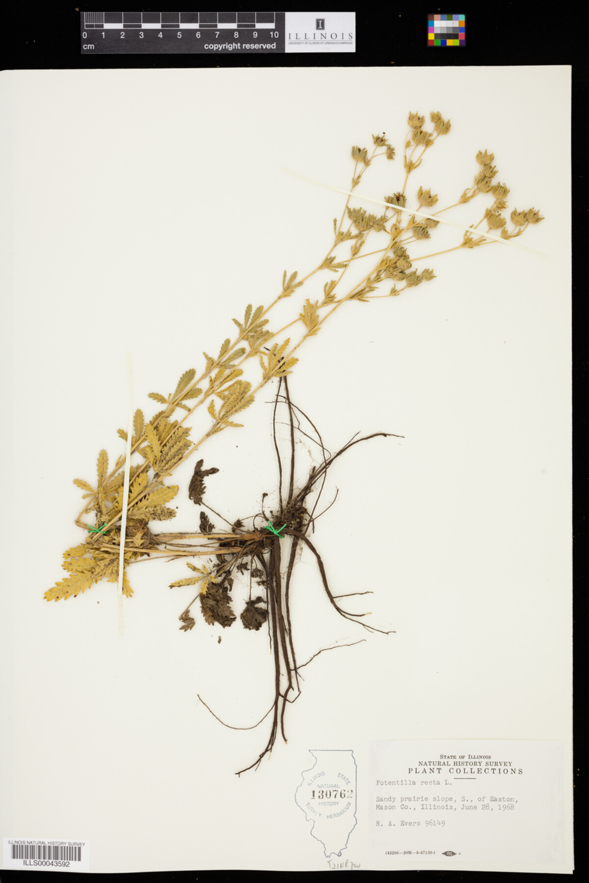 Potentilla recta image