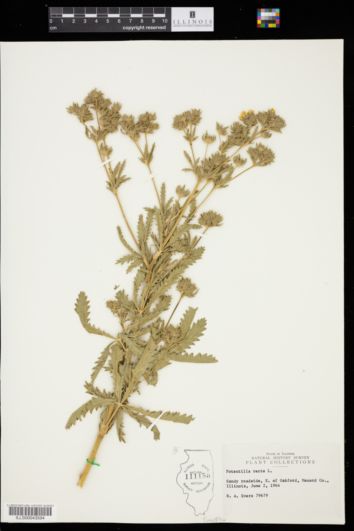 Potentilla recta image