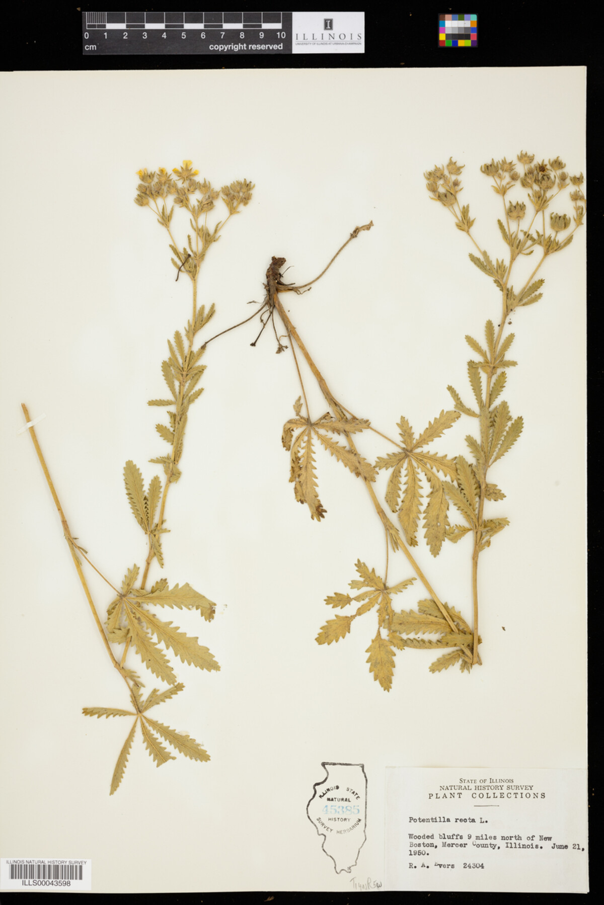 Potentilla recta image