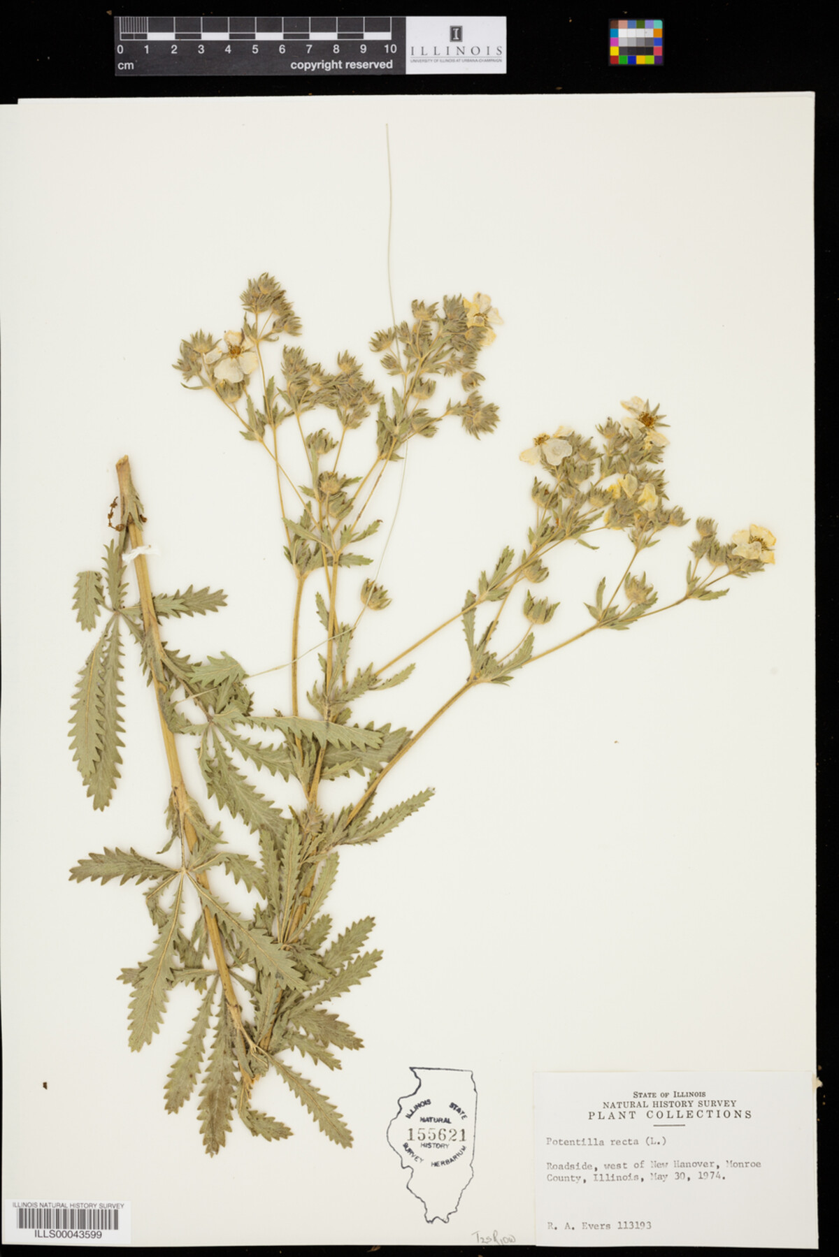 Potentilla recta image