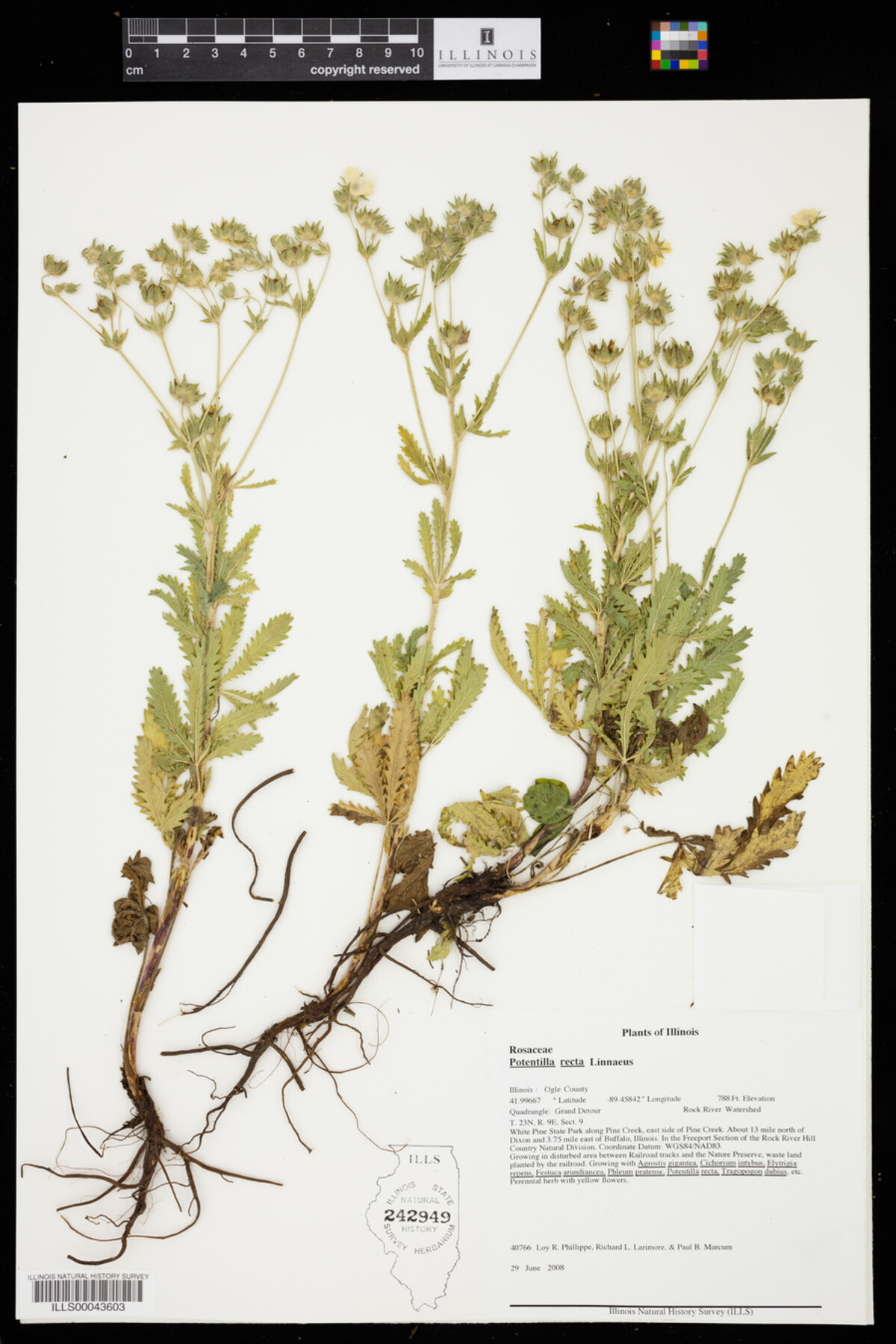 Potentilla recta image