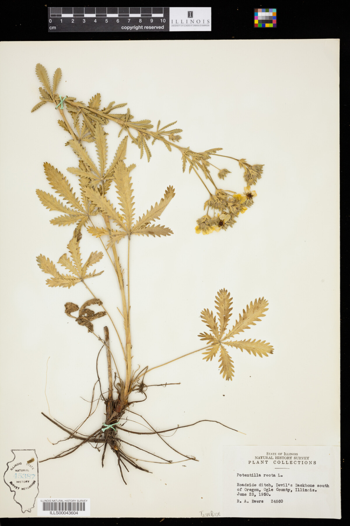 Potentilla recta image