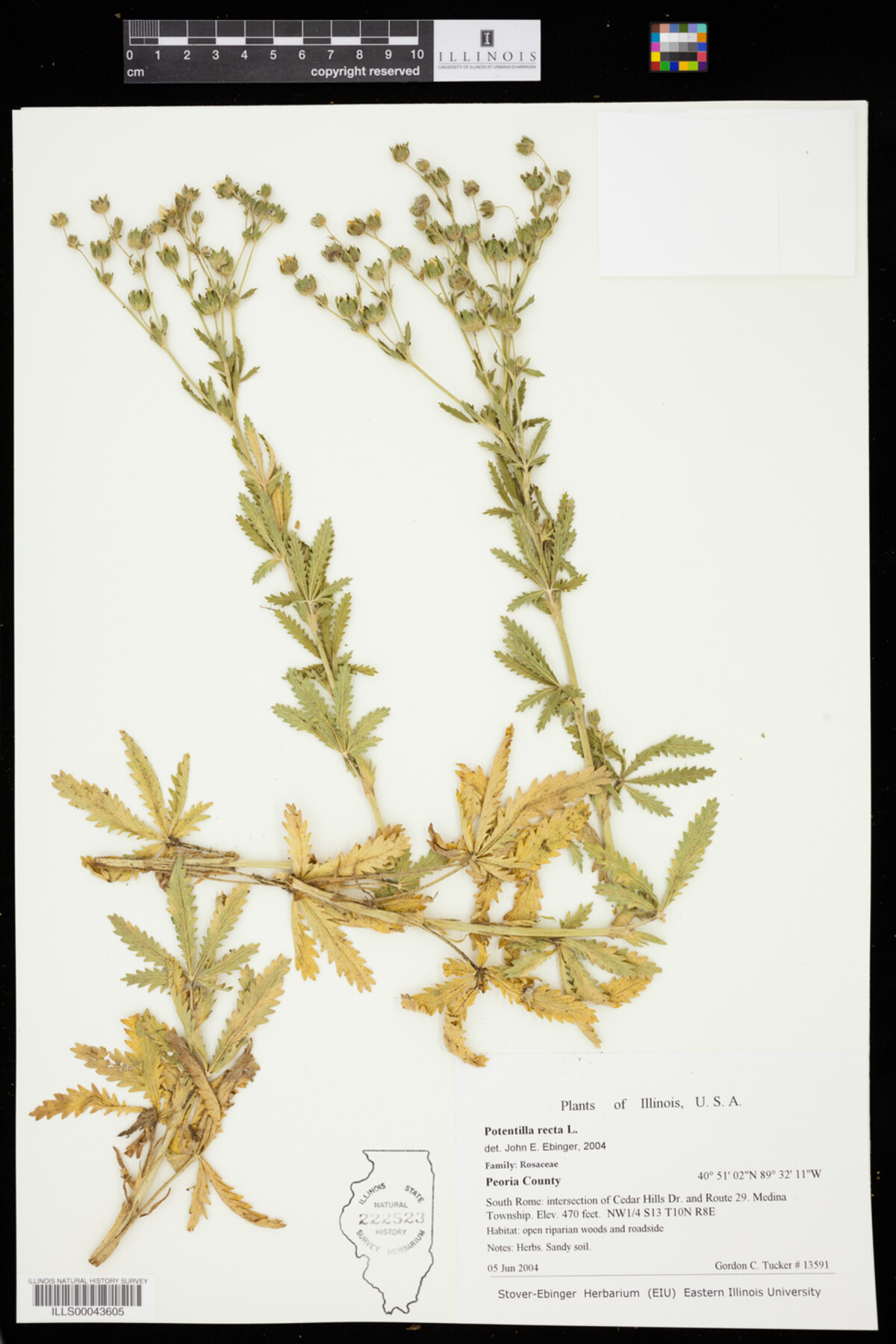 Potentilla recta image